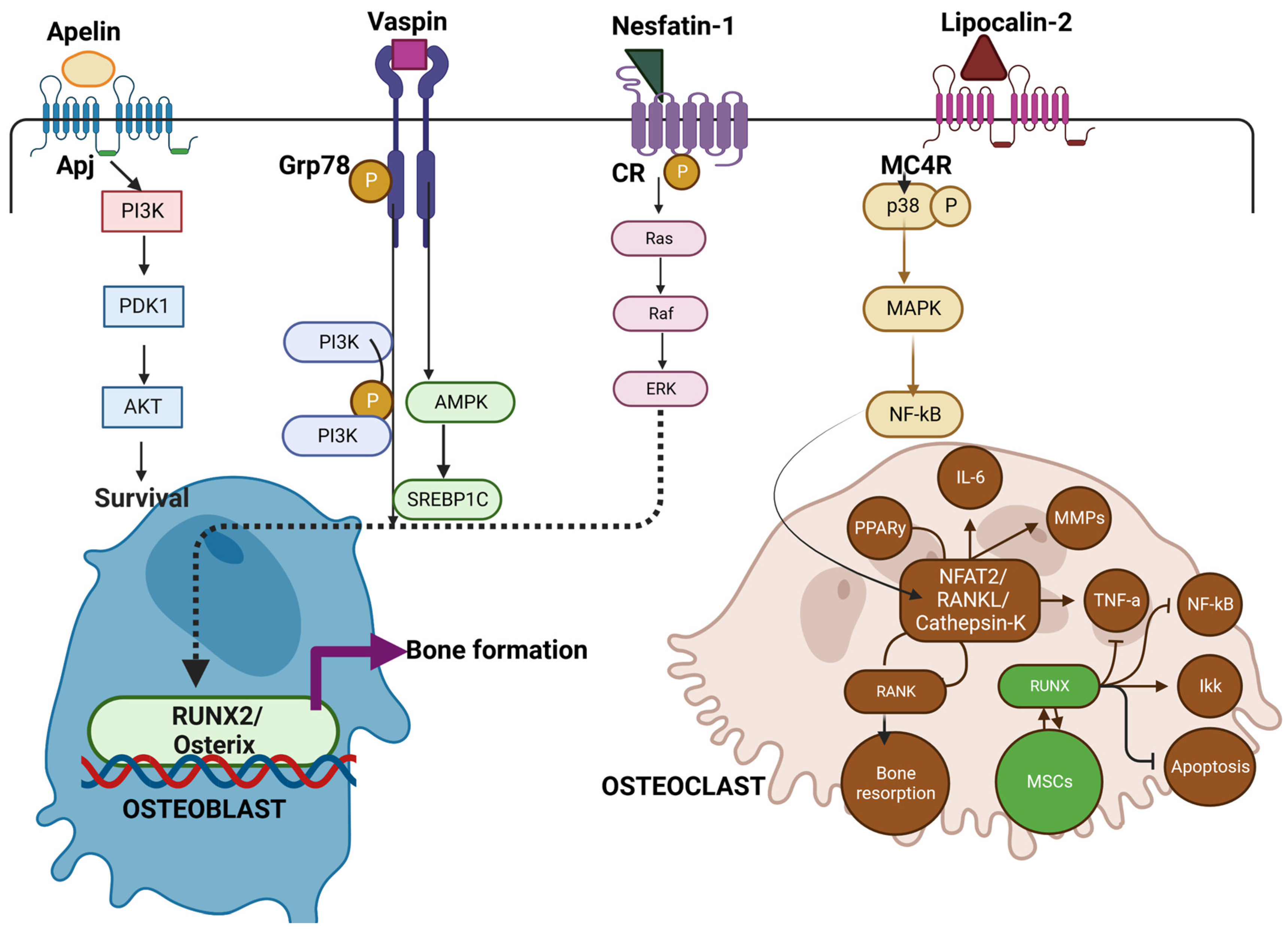 Biomedicines 11 00644 g002 Biomedicines 11 00644 g002