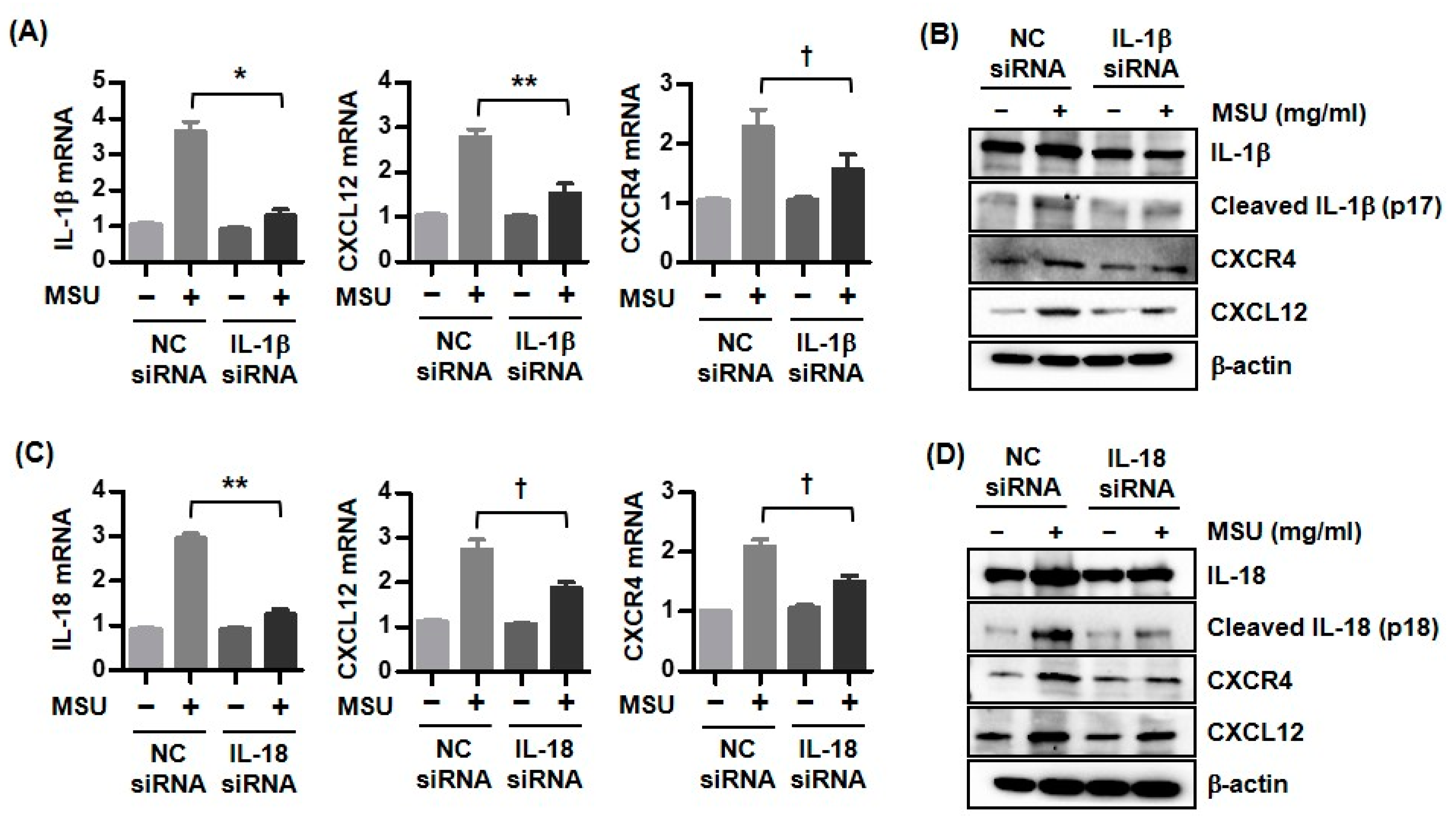 Biomedicines 11 00649 g003 Biomedicines 11 00649 g003