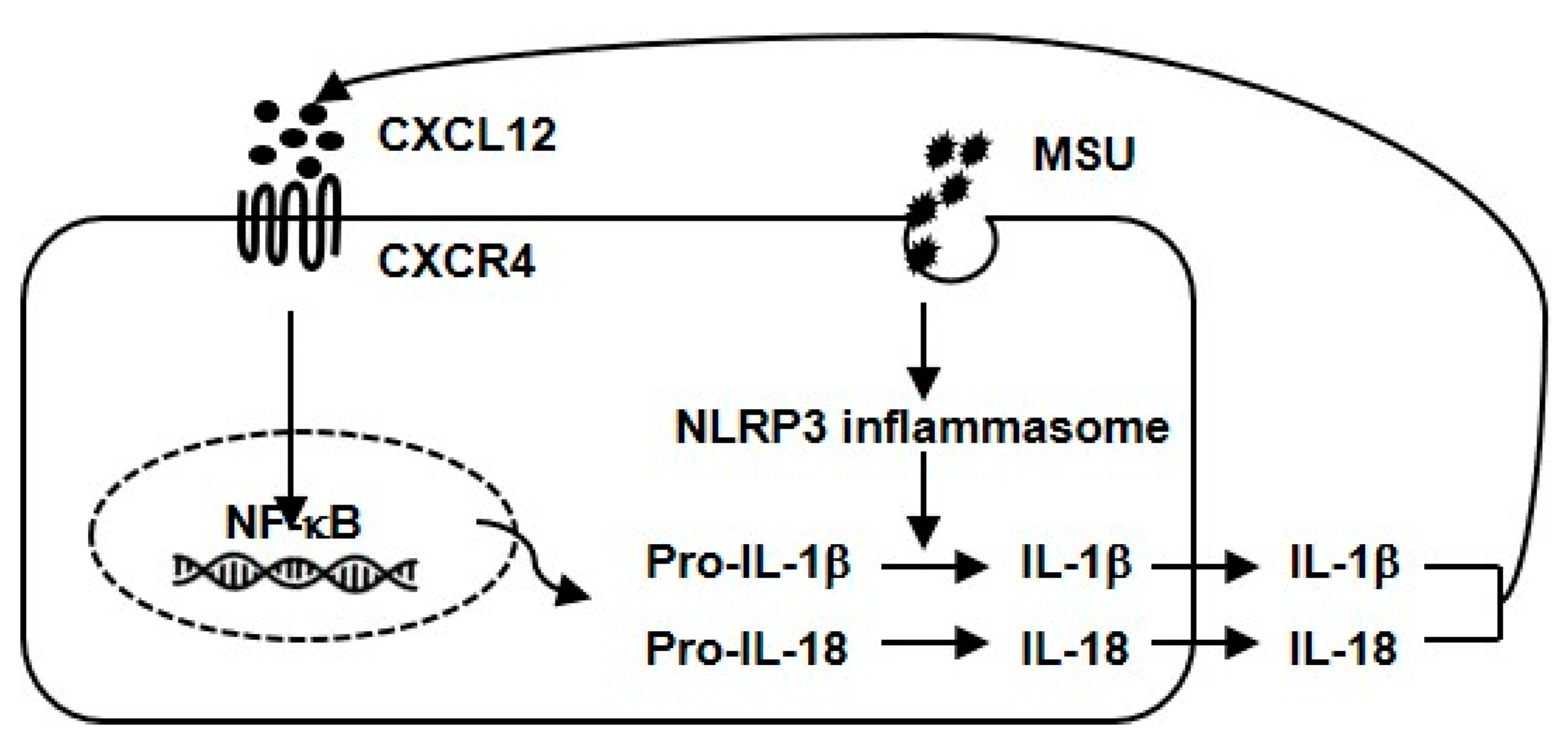Biomedicines 11 00649 g004 Biomedicines 11 00649 g004