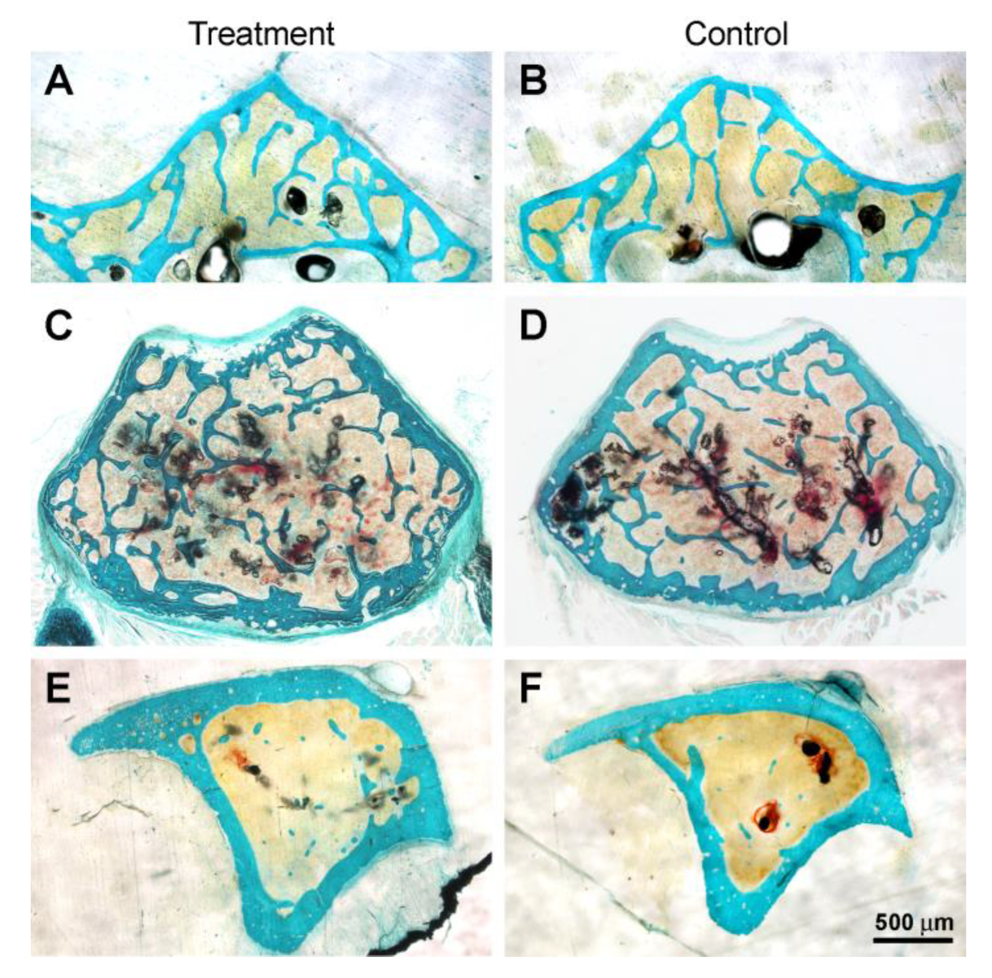 Biomedicines 11 00655 g004