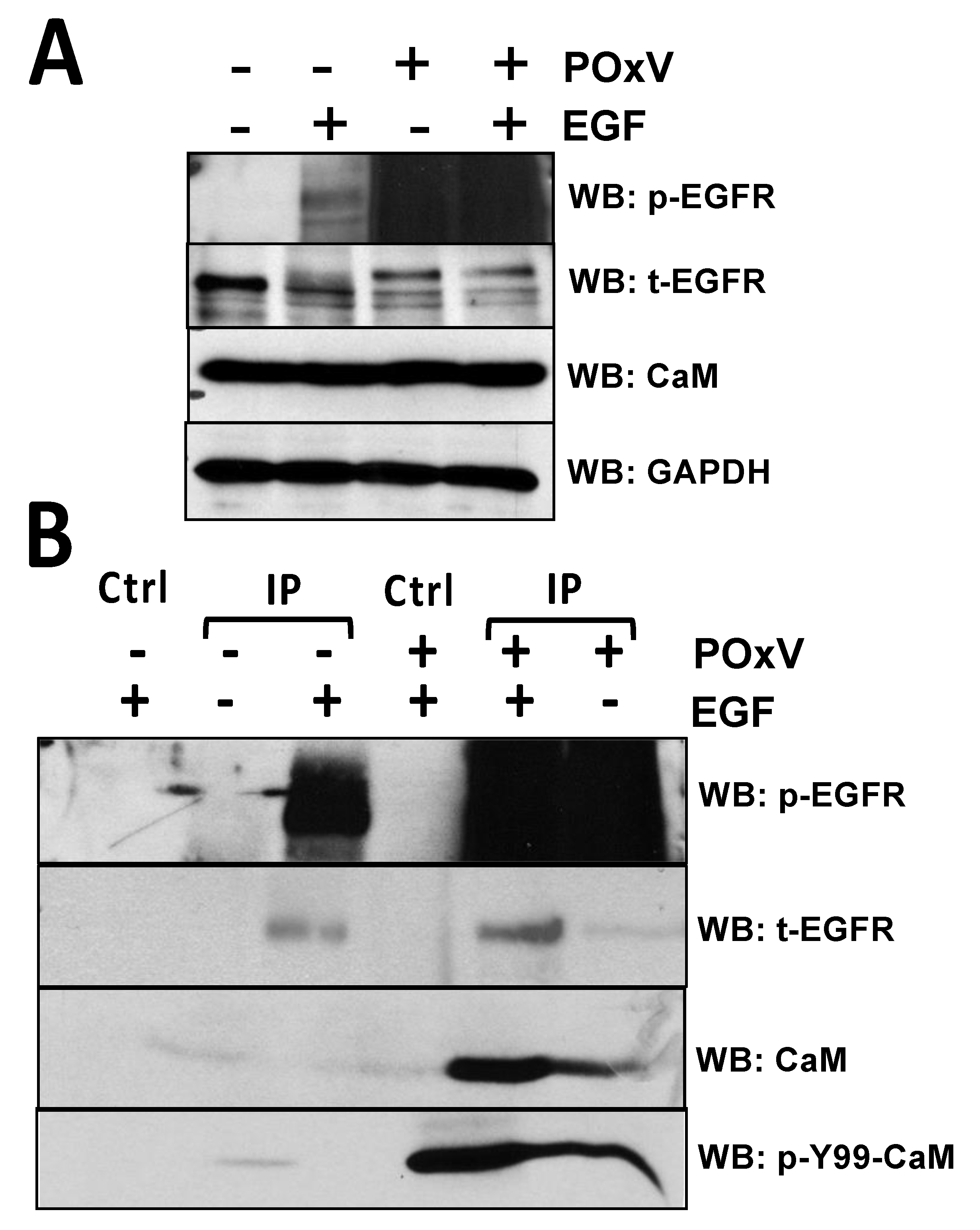 Biomedicines 11 00661 g002
