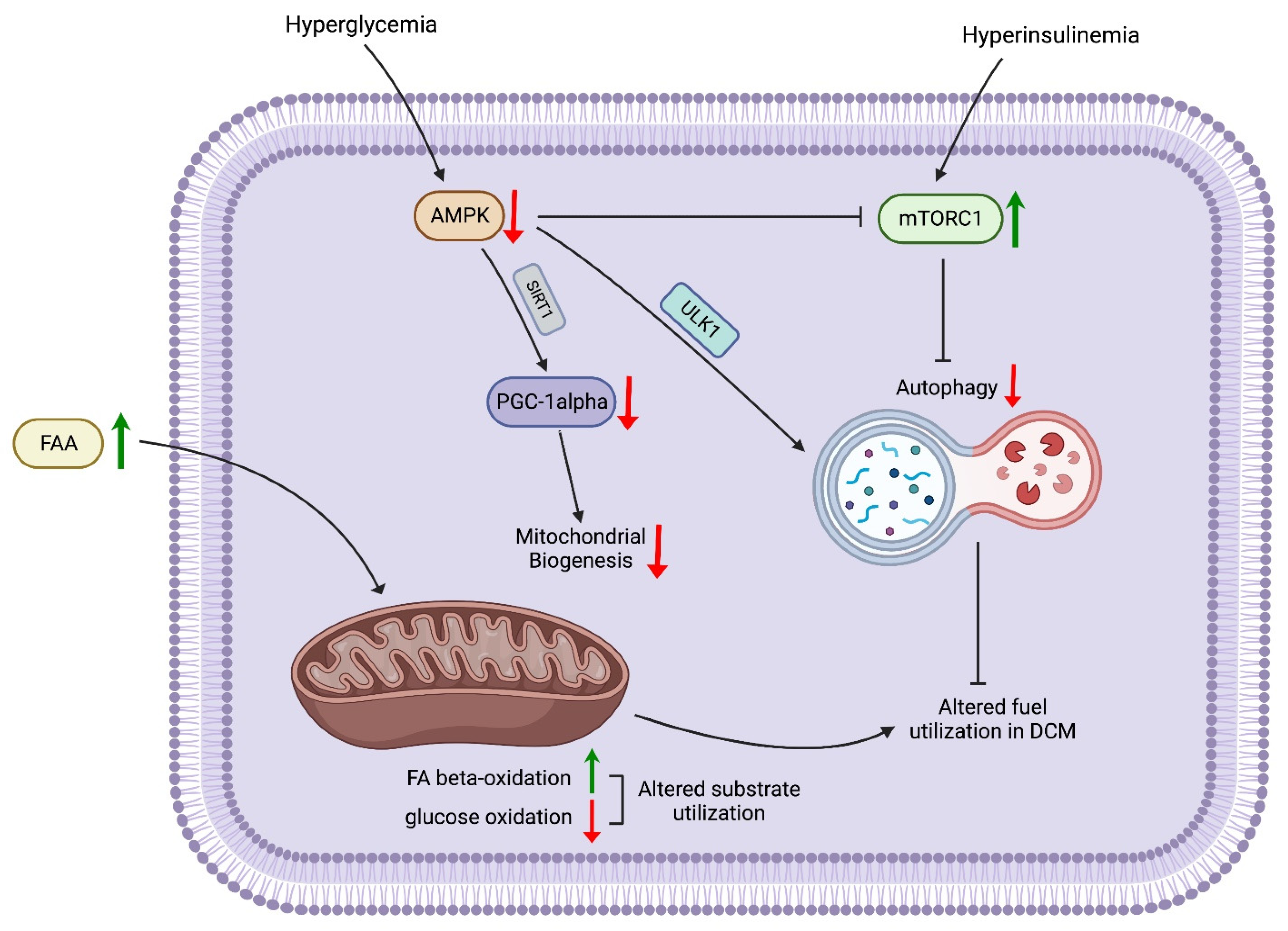 Biomedicines 11 00662 g001