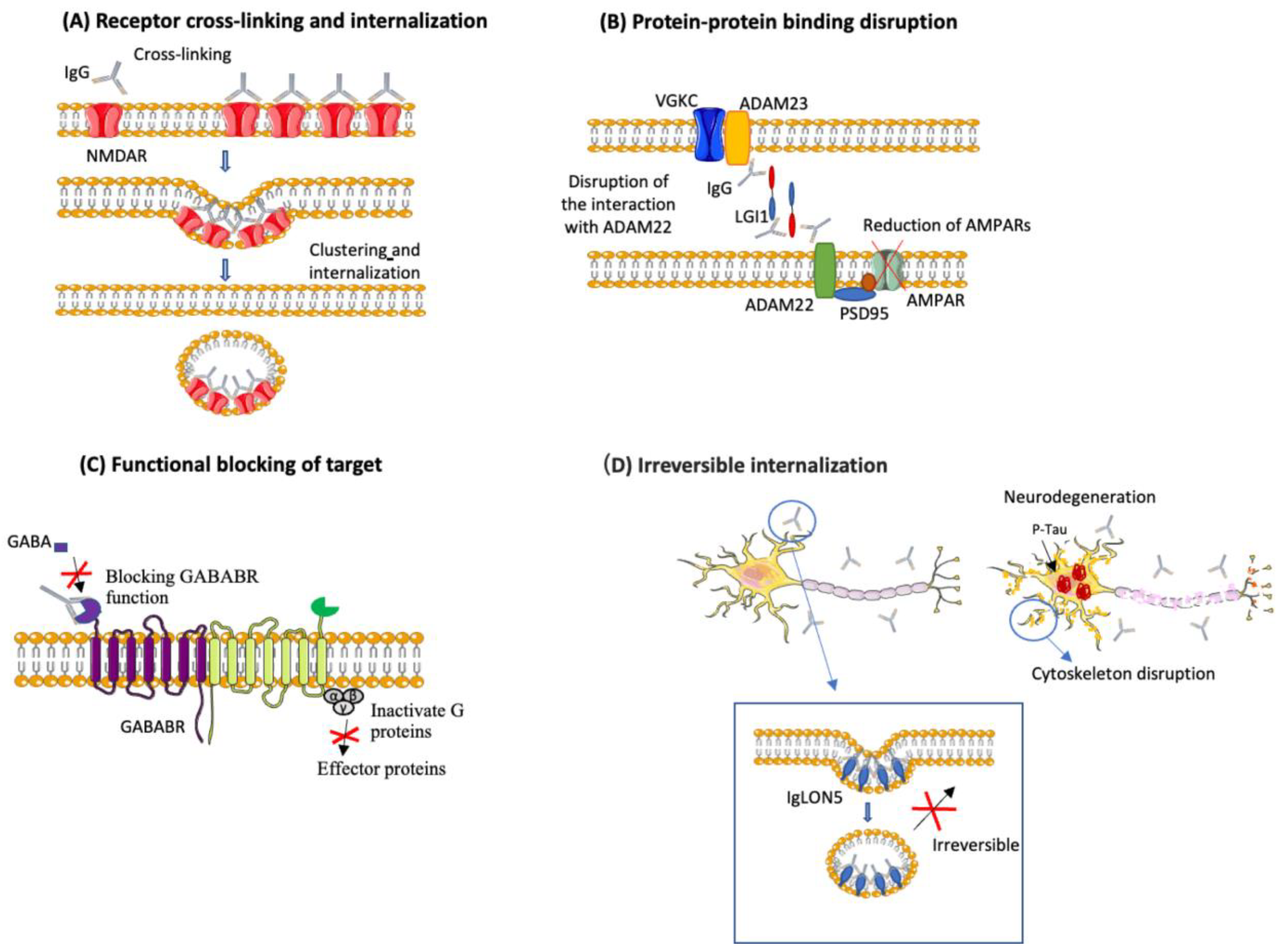 Biomedicines 11 00666 g002