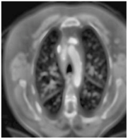 Biomedicines 11 00679 i003