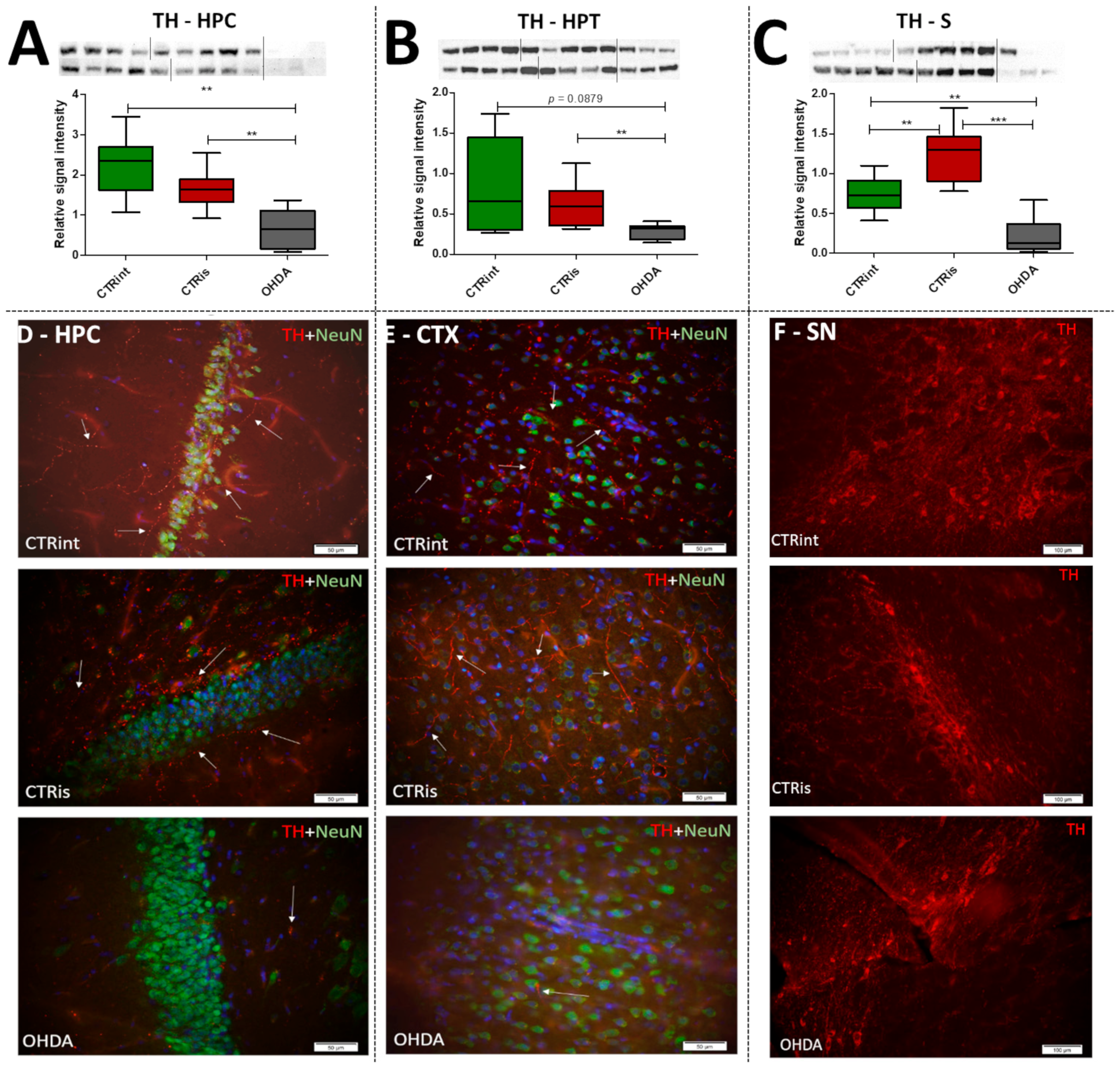 Biomedicines 11 00683 g002