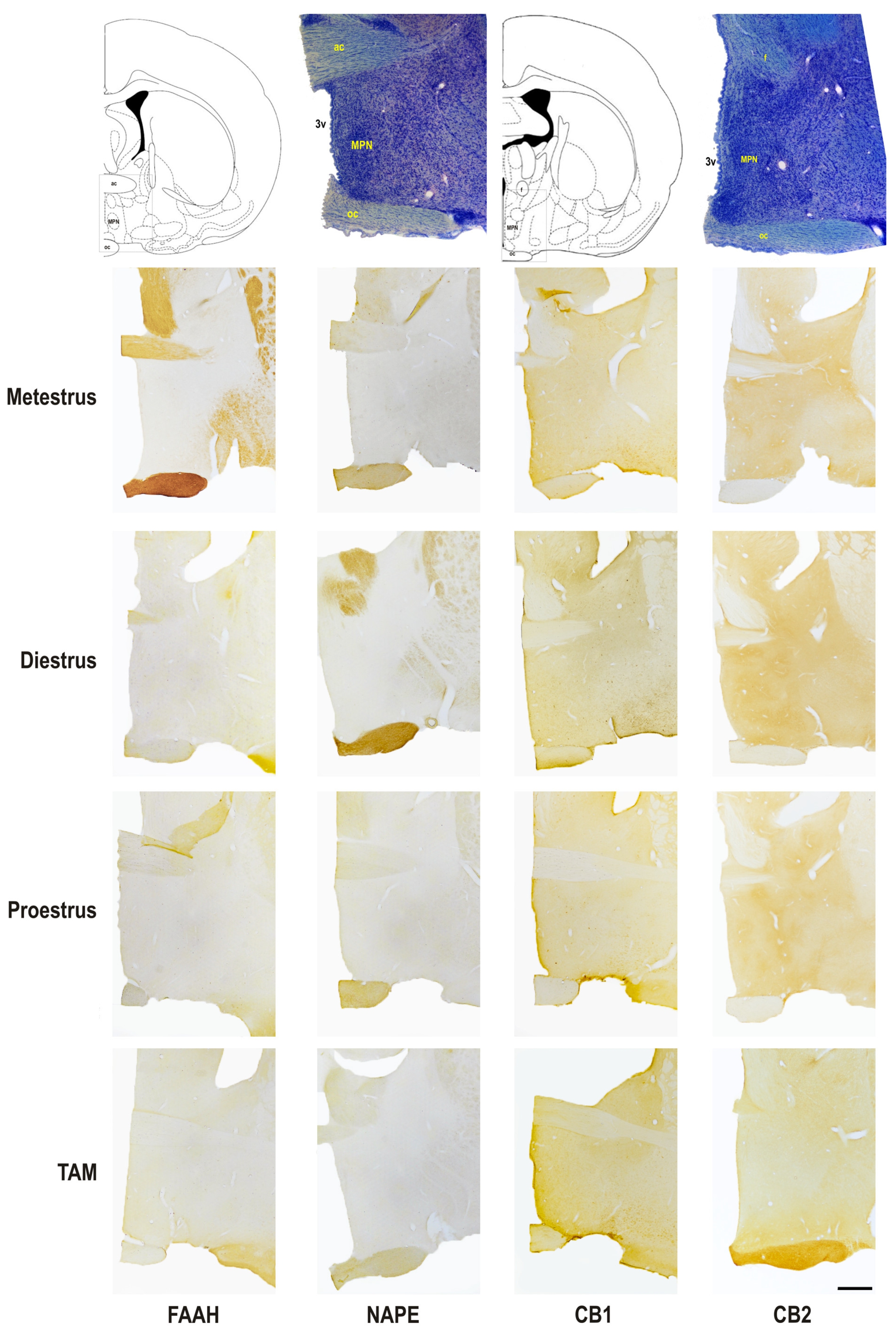Biomedicines 11 00720 g003 Biomedicines 11 00720 g003