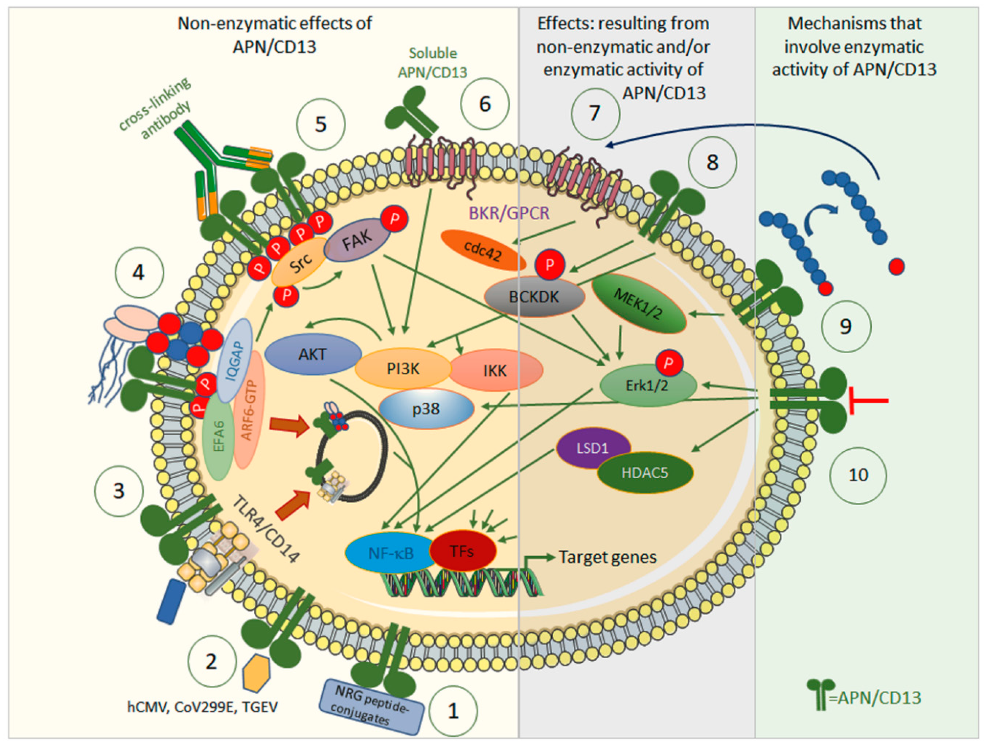Biomedicines 11 00724 g001 Biomedicines 11 00724 g001
