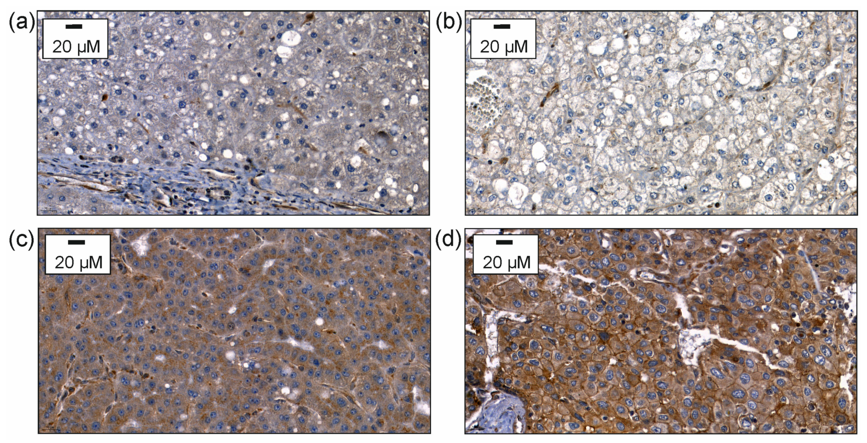 Biomedicines 11 00737 g001 Biomedicines 11 00737 g001