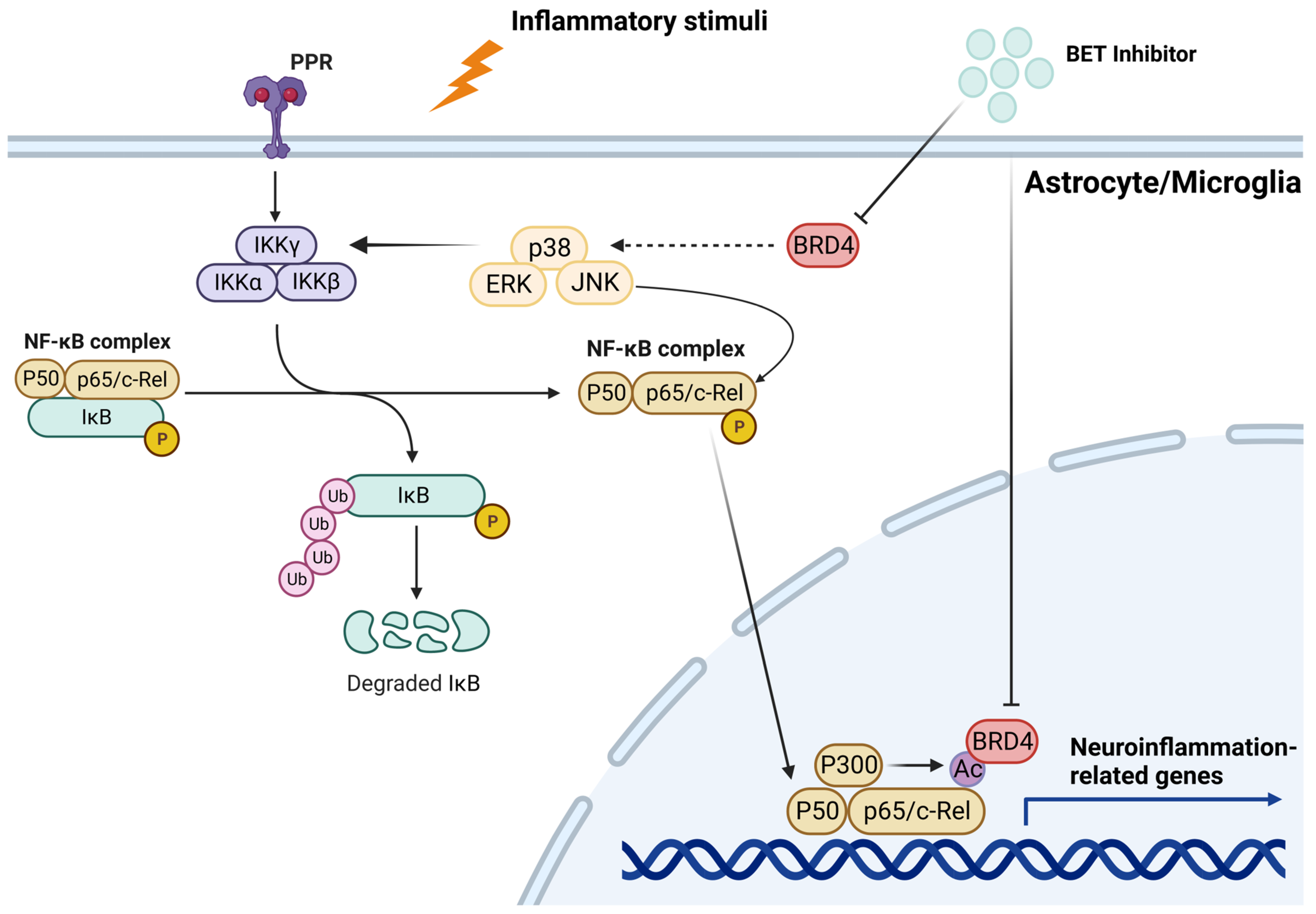 Biomedicines 11 00750 g003