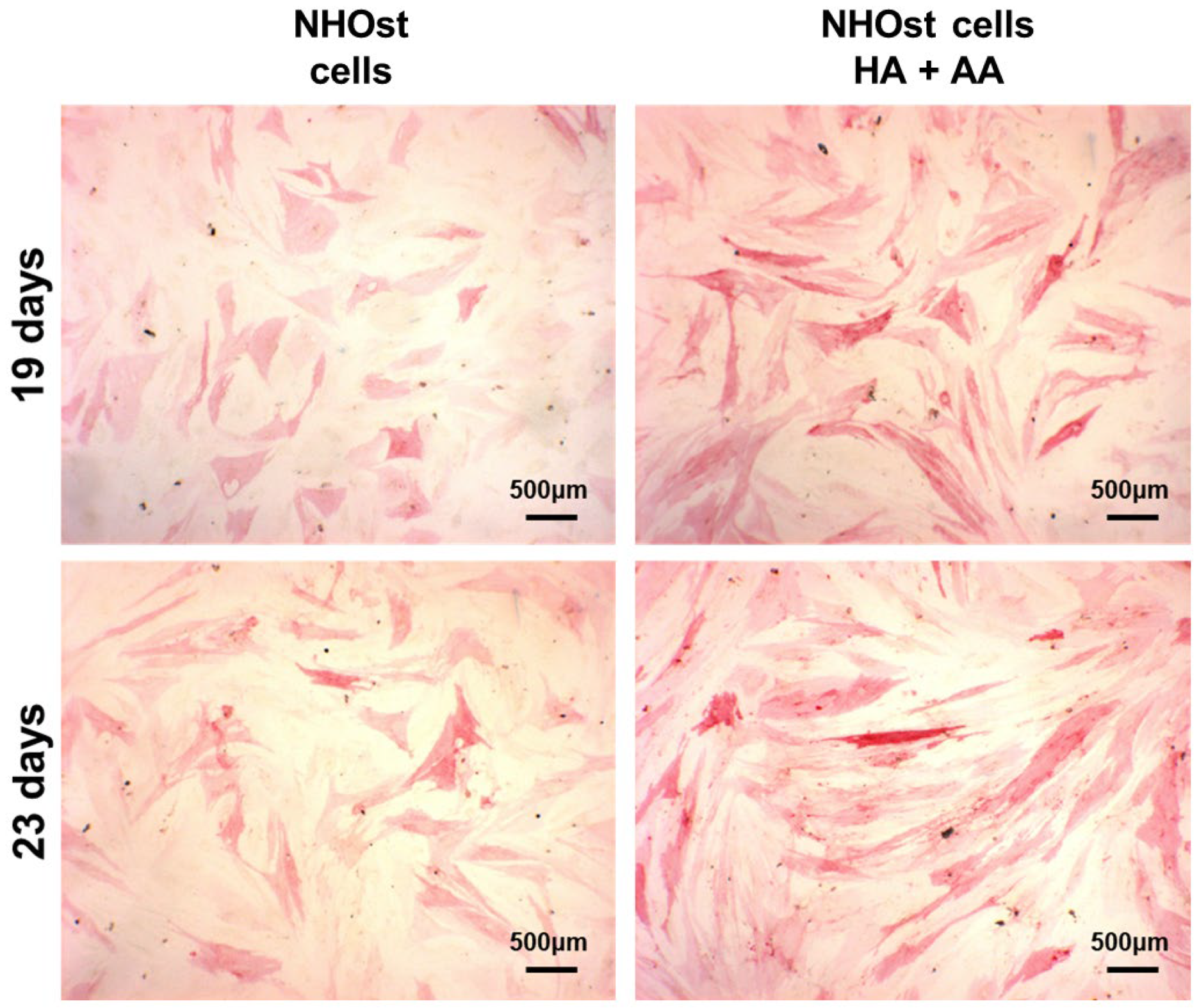 Biomedicines 11 00751 g005 Biomedicines 11 00751 g005
