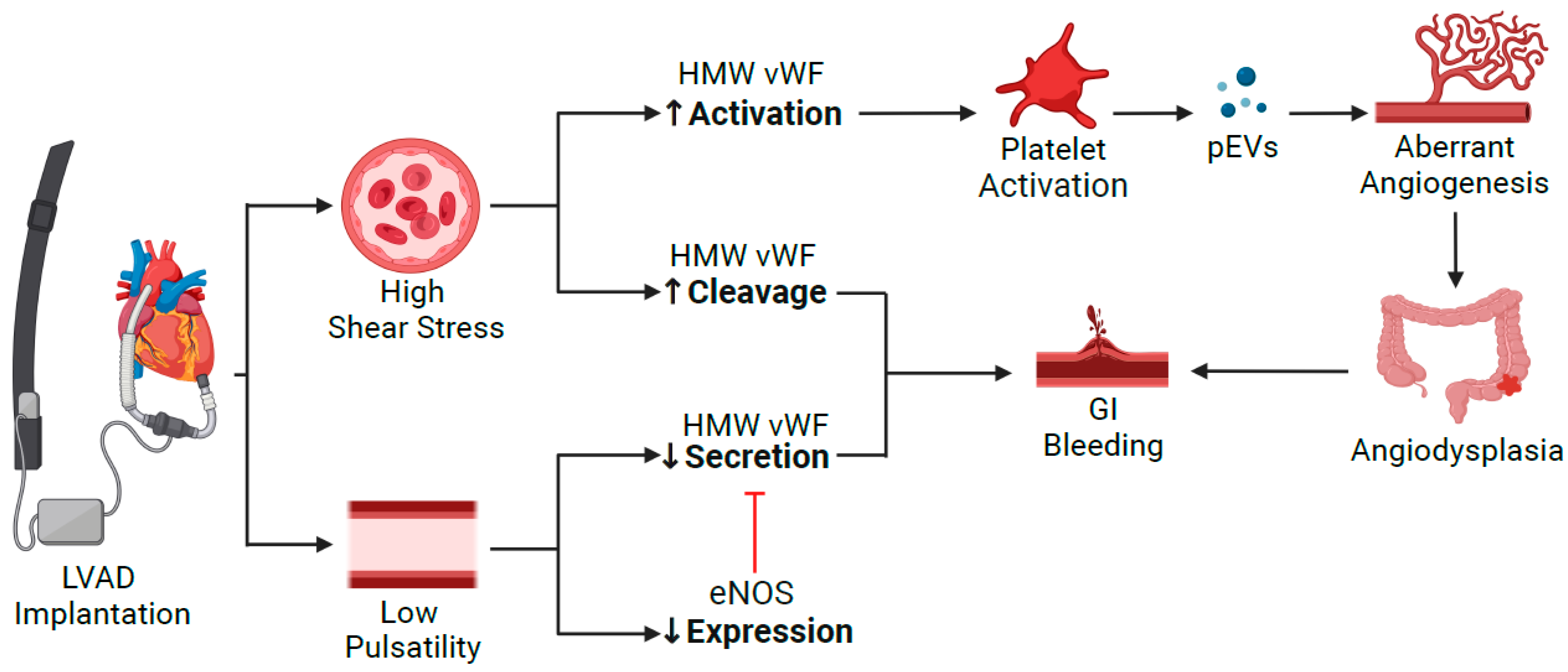 Biomedicines 11 00757 g002