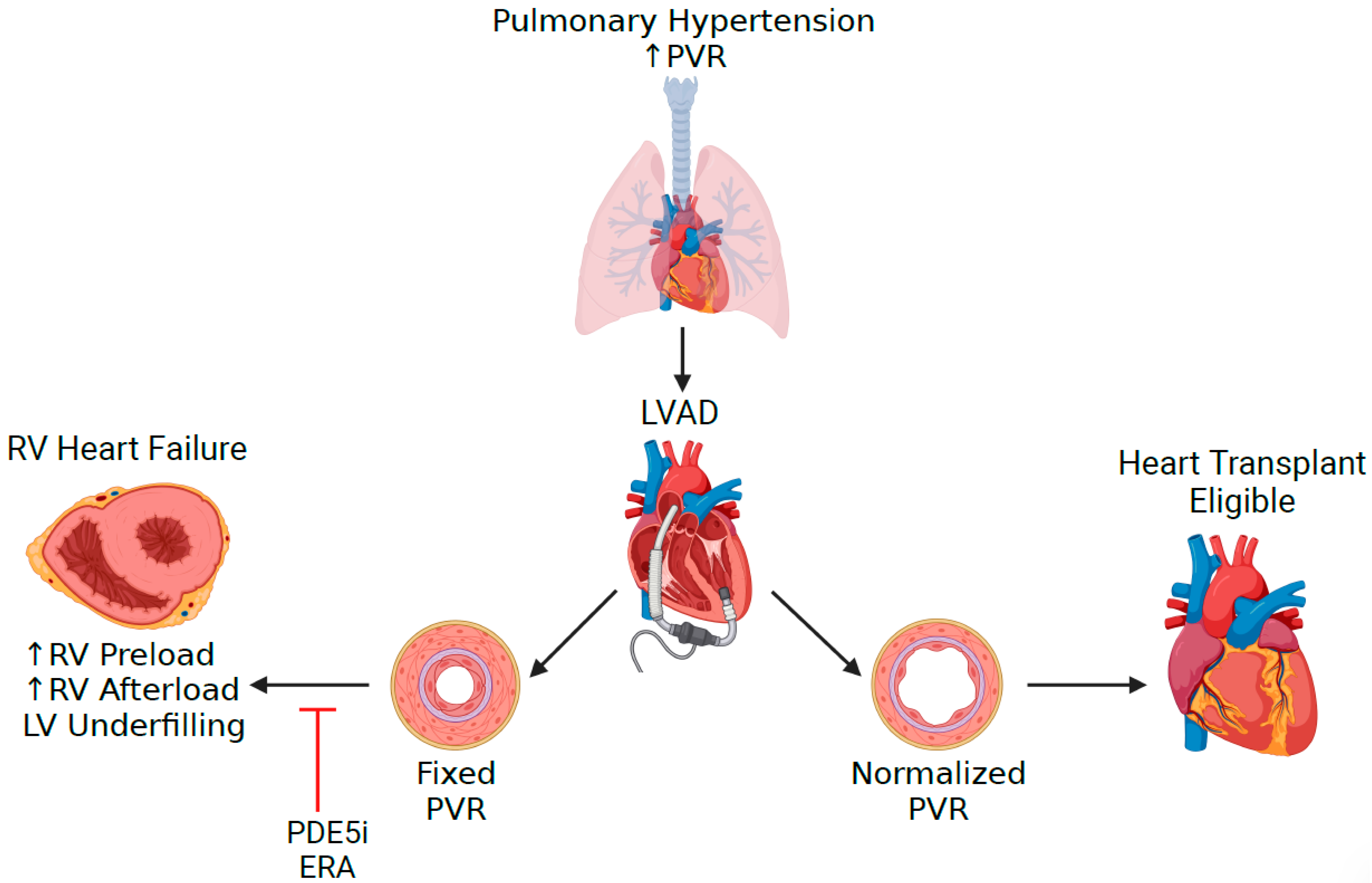 Biomedicines 11 00757 g003