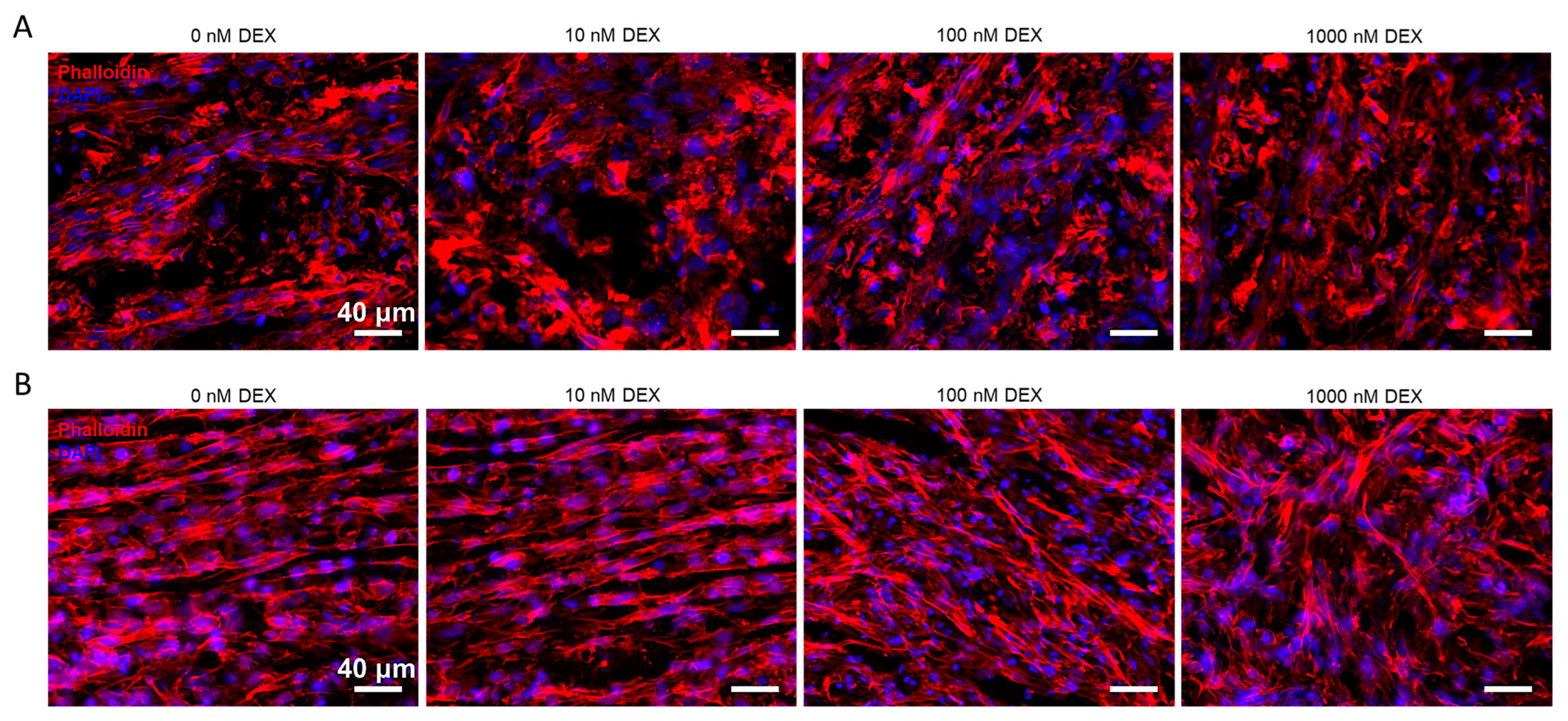 Biomedicines 11 00772 g004 Biomedicines 11 00772 g004