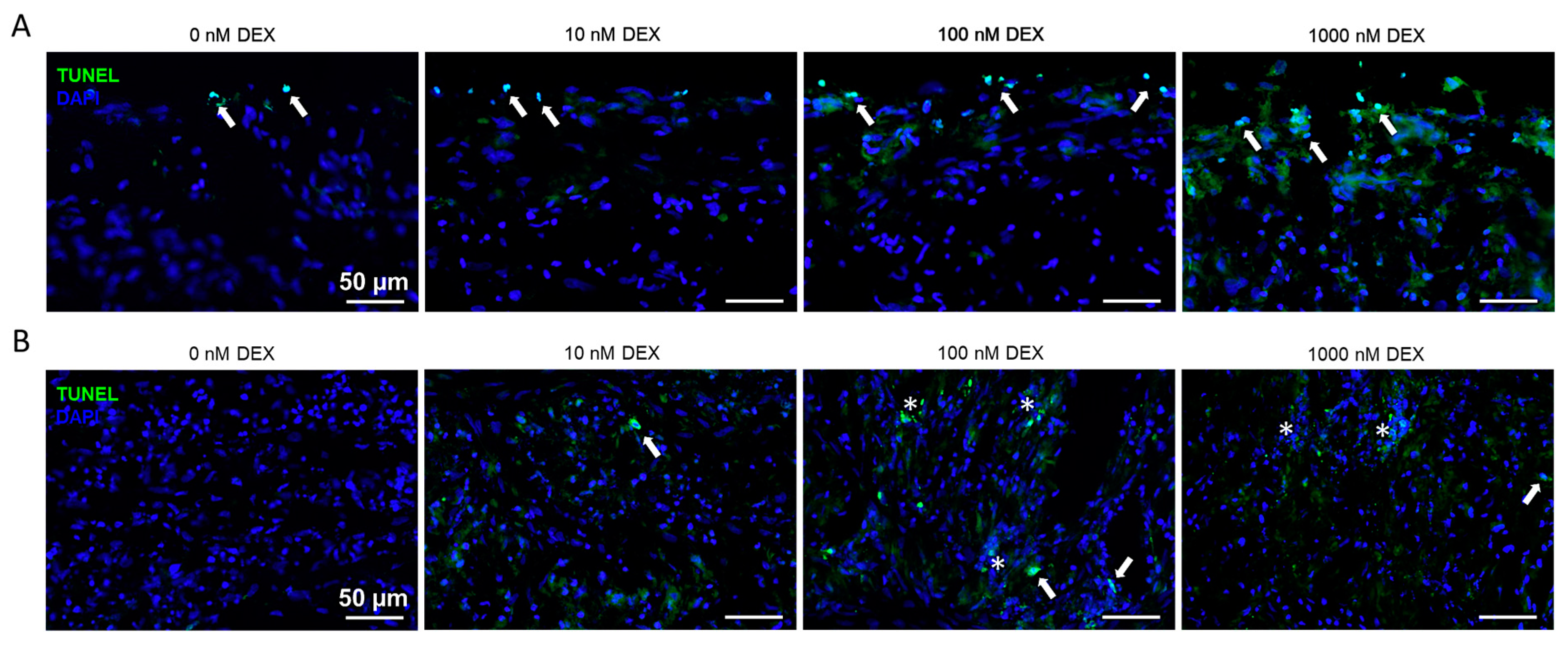 Biomedicines 11 00772 g006 Biomedicines 11 00772 g006