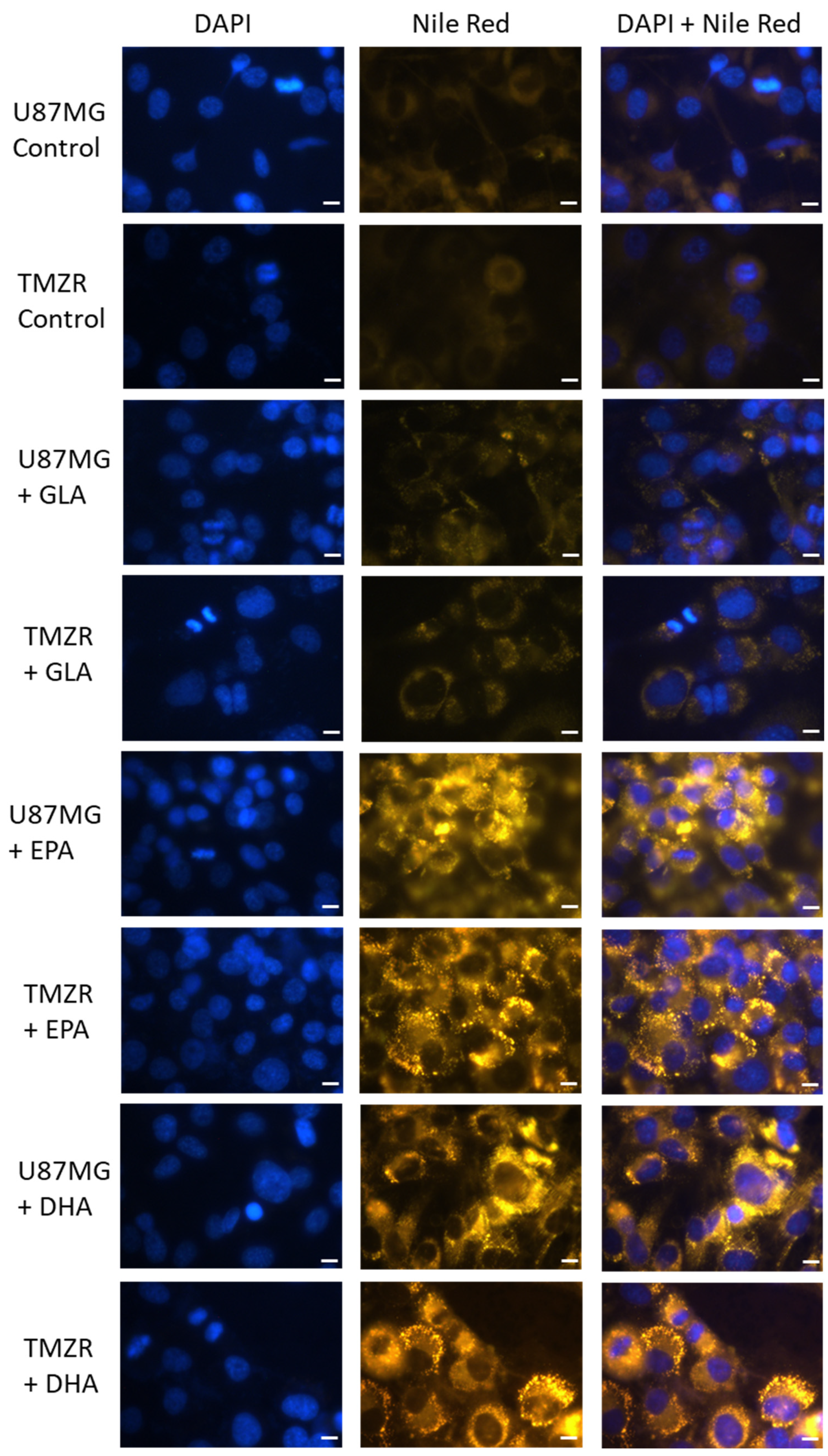 Biomedicines 11 00779 g008 Biomedicines 11 00779 g008