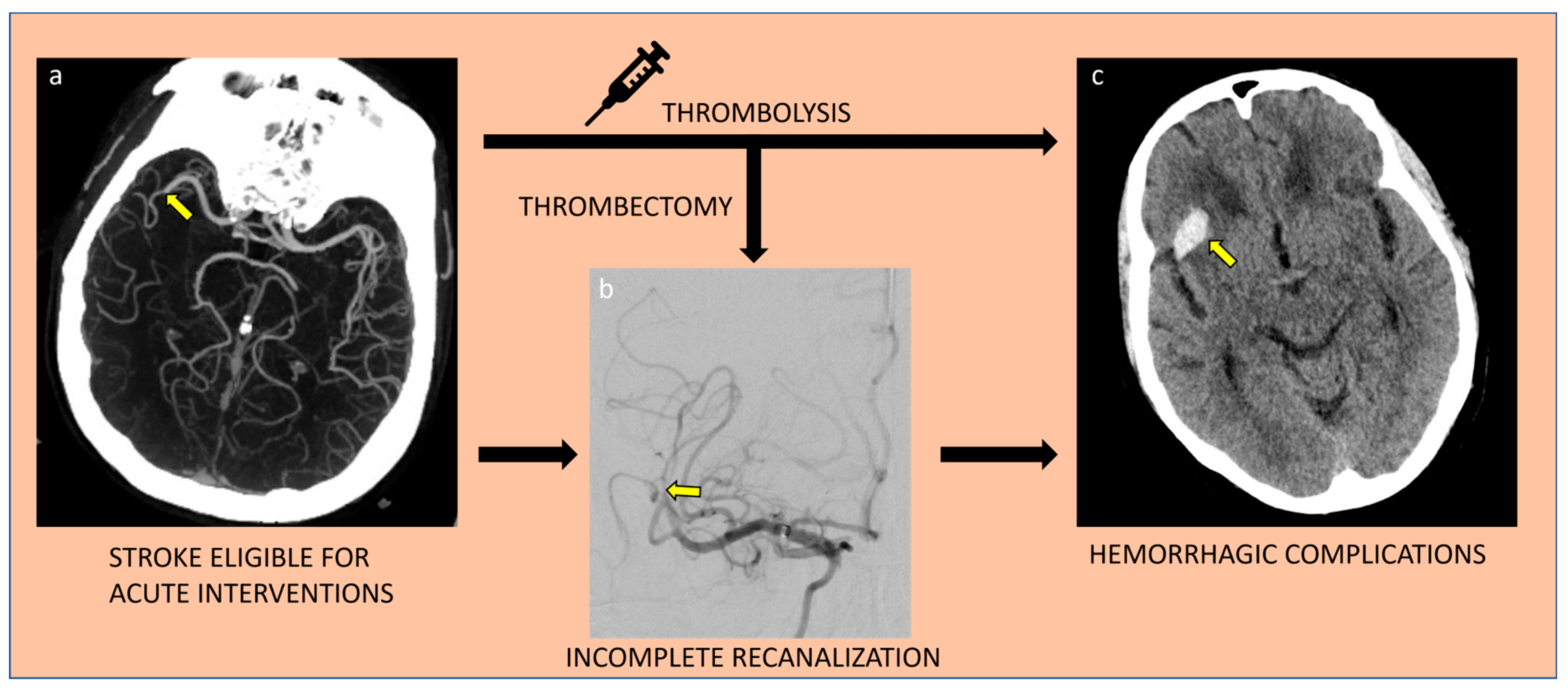 Biomedicines 11 00780 g002