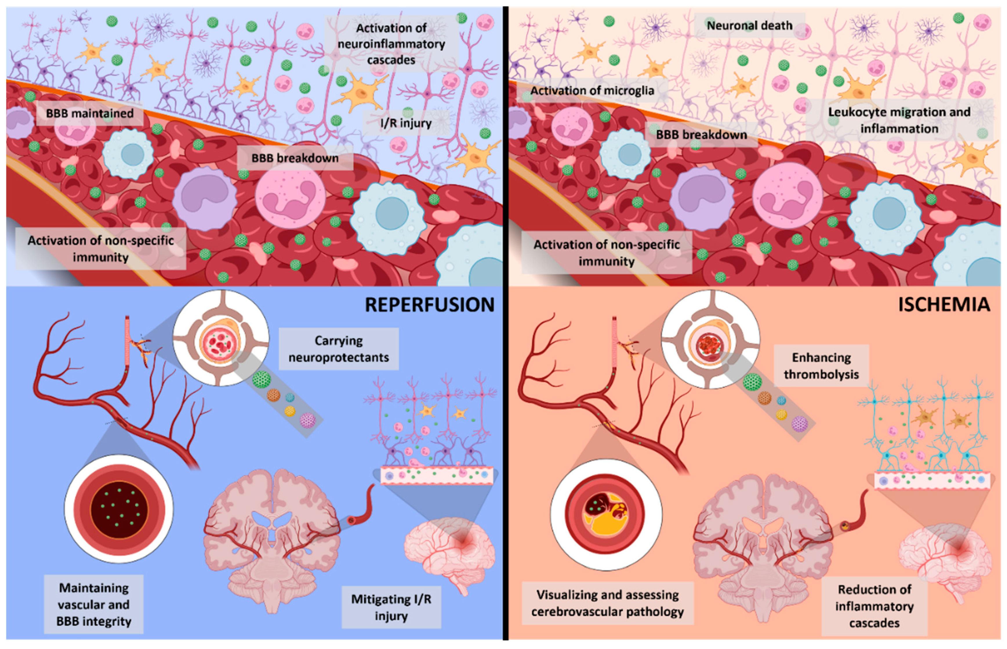 Biomedicines 11 00780 g003