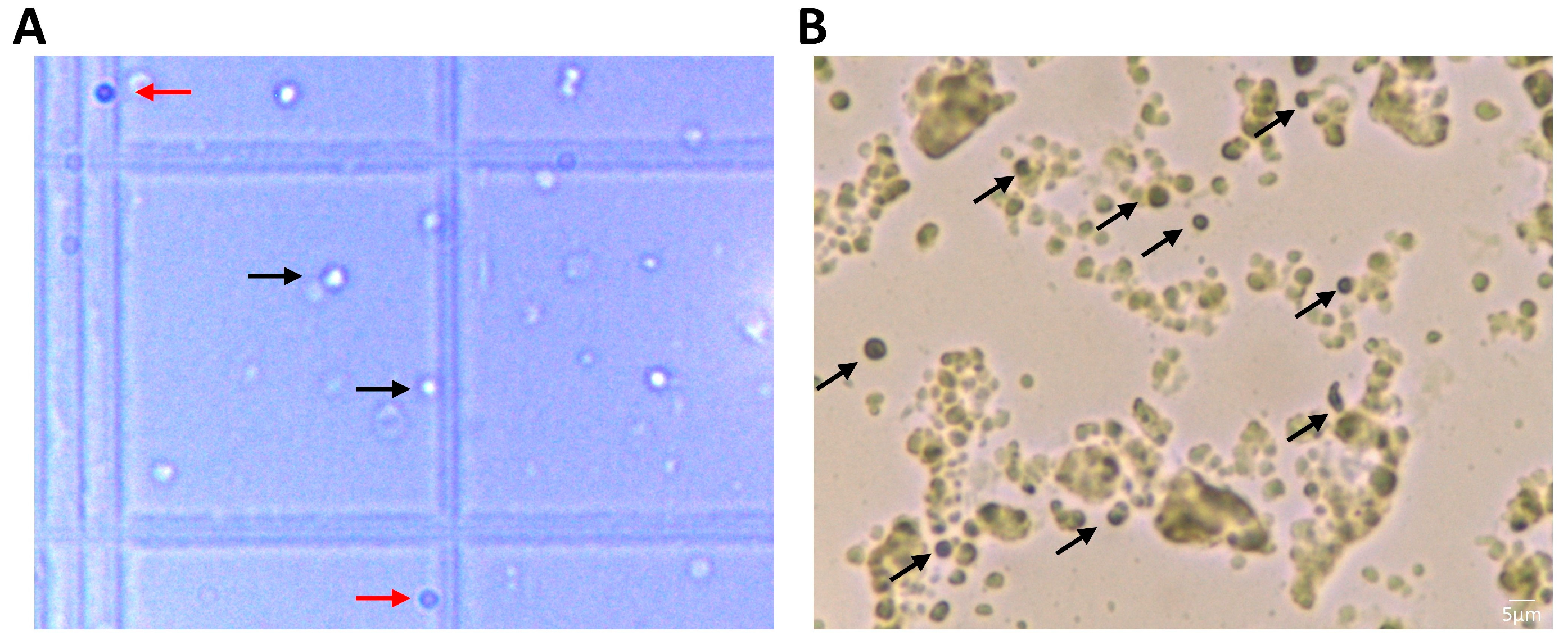 Biomedicines 11 00787 g002 Biomedicines 11 00787 g002