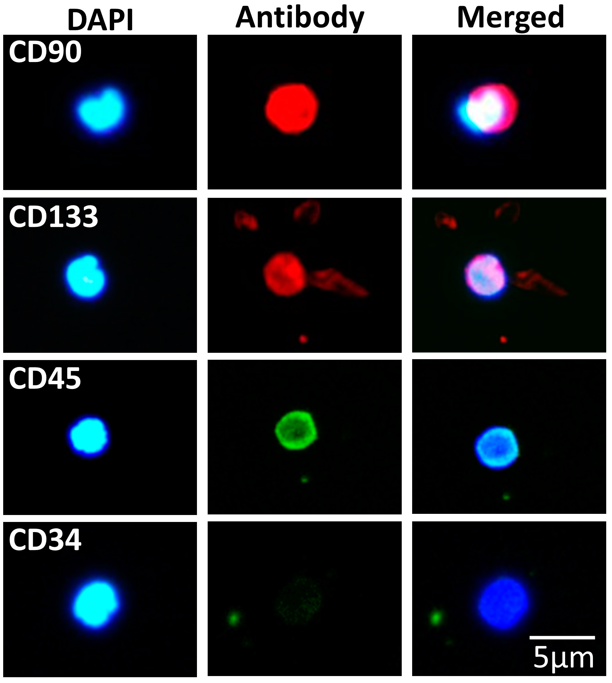 Biomedicines 11 00787 g006 Biomedicines 11 00787 g006