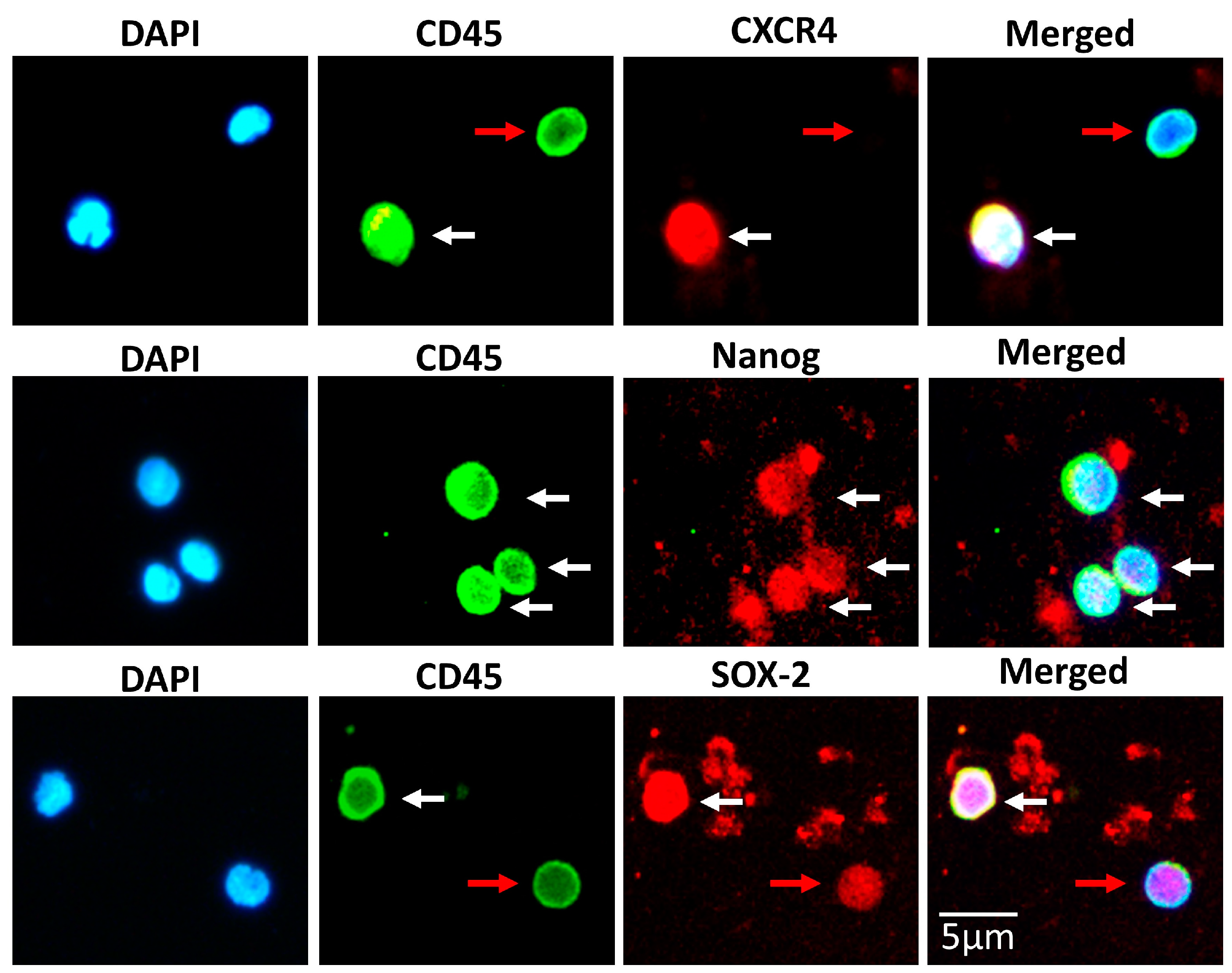 Biomedicines 11 00787 g007 Biomedicines 11 00787 g007