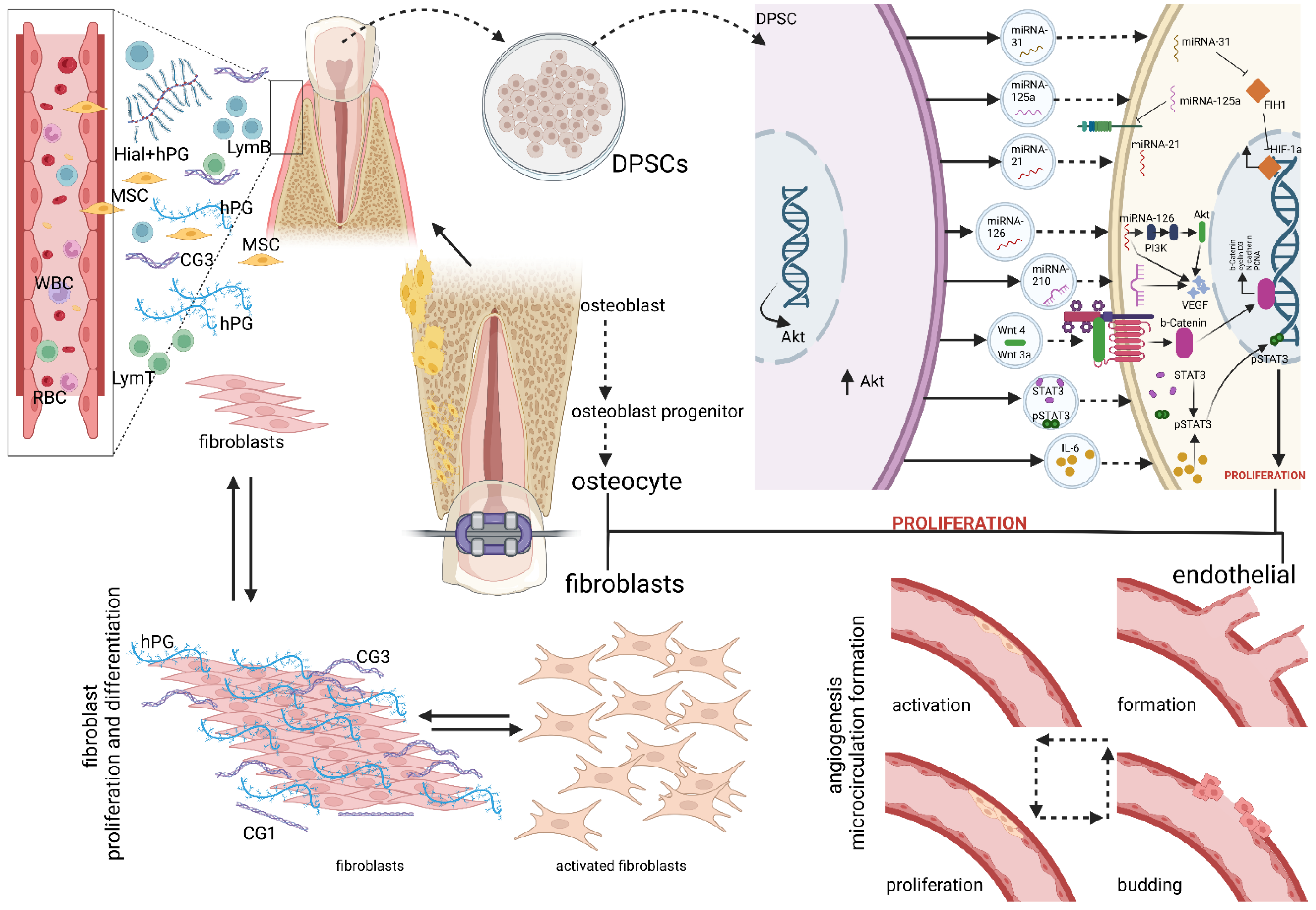 Biomedicines 11 00795 g001
