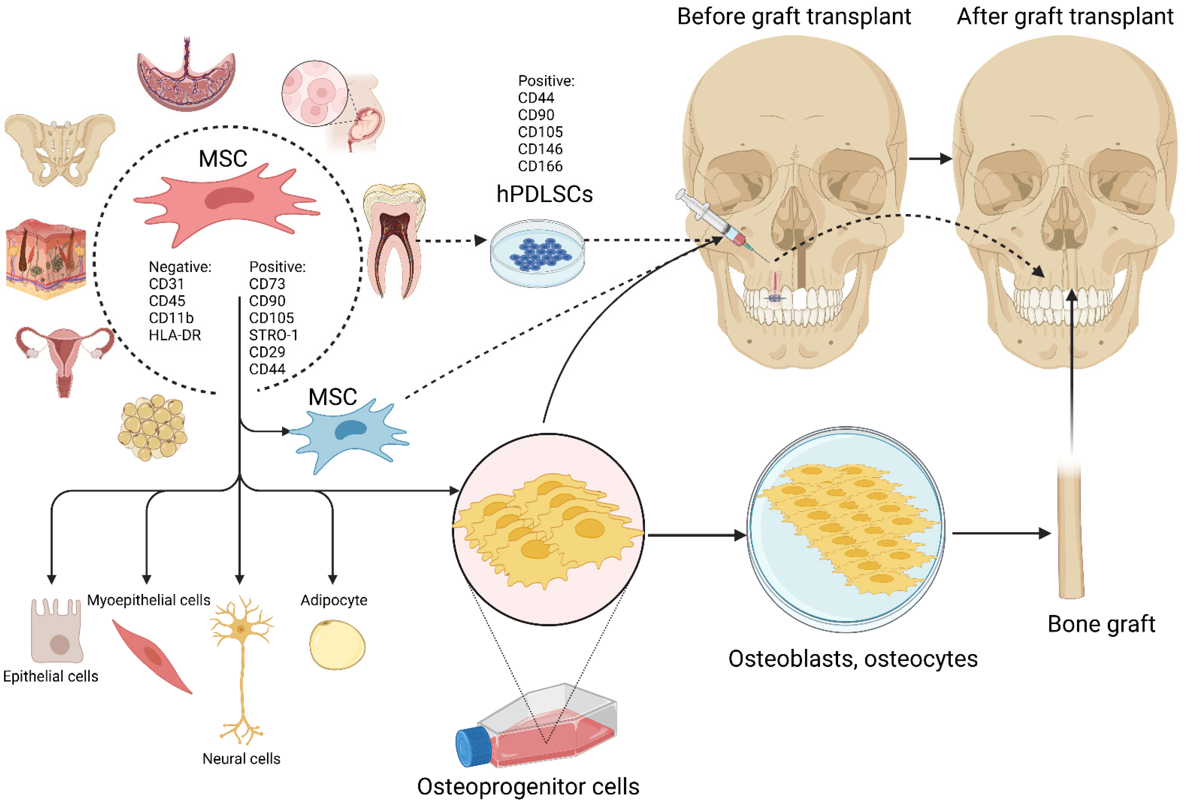 Biomedicines 11 00795 g002