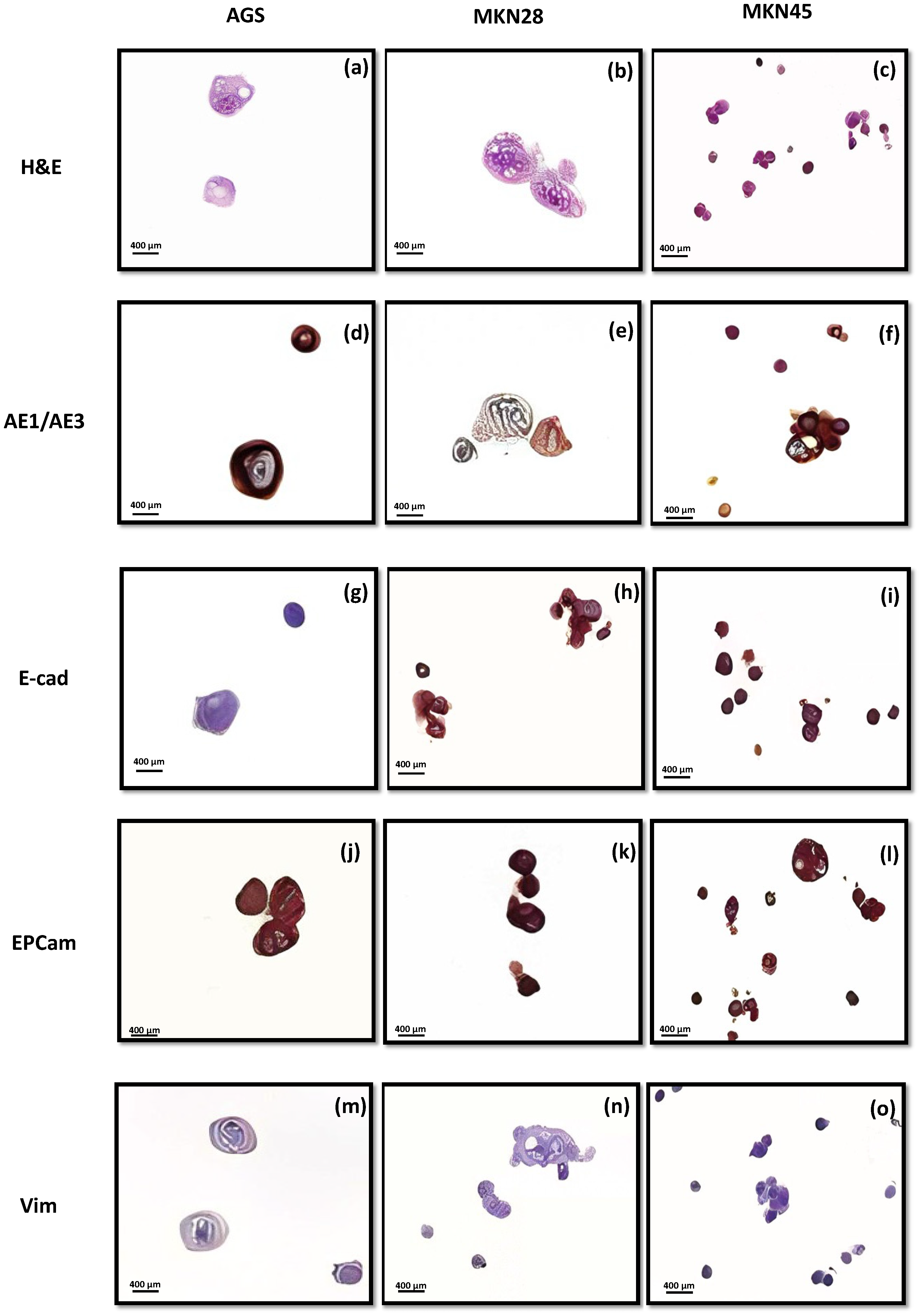 Biomedicines 11 00799 g006 Biomedicines 11 00799 g006