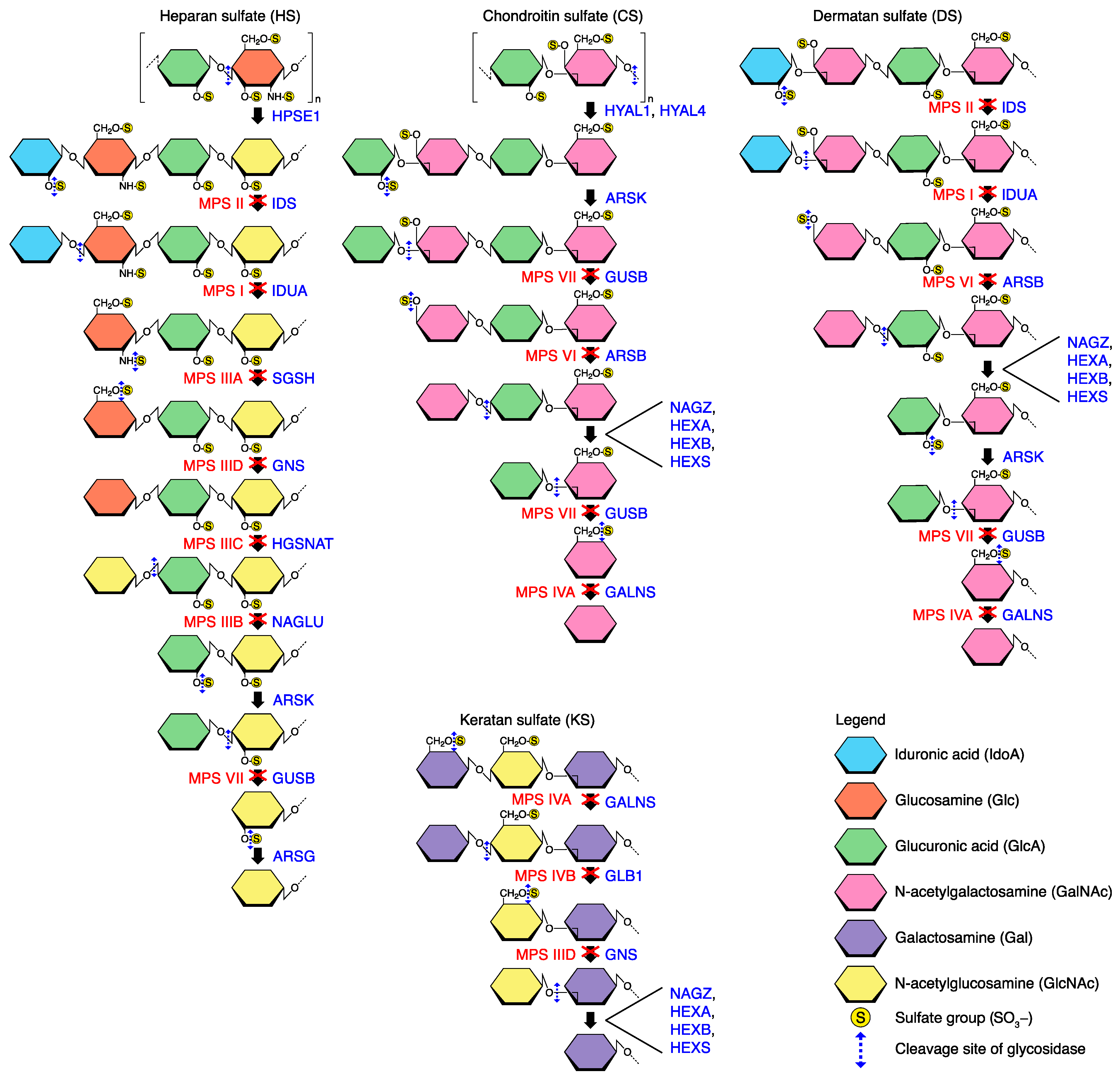 Biomedicines 11 00810 g001
