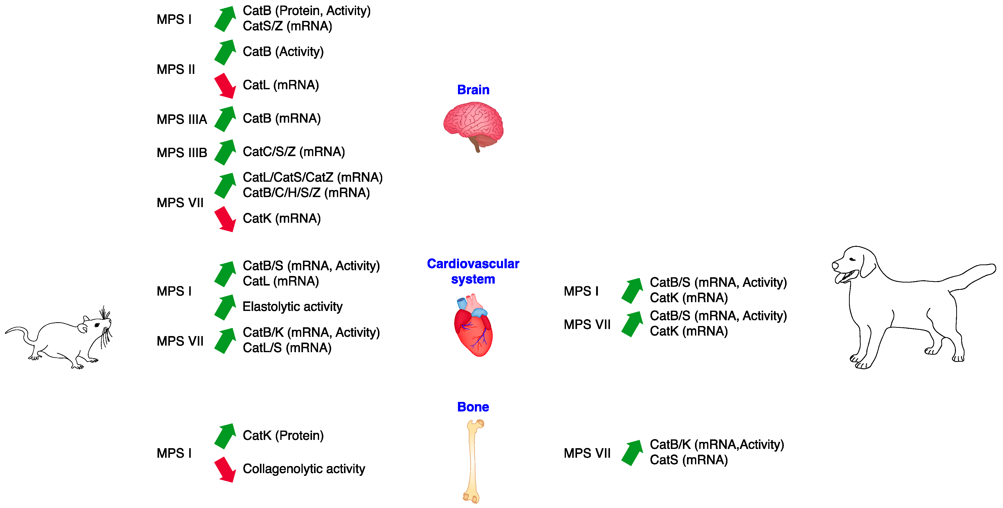 Biomedicines 11 00810 g002