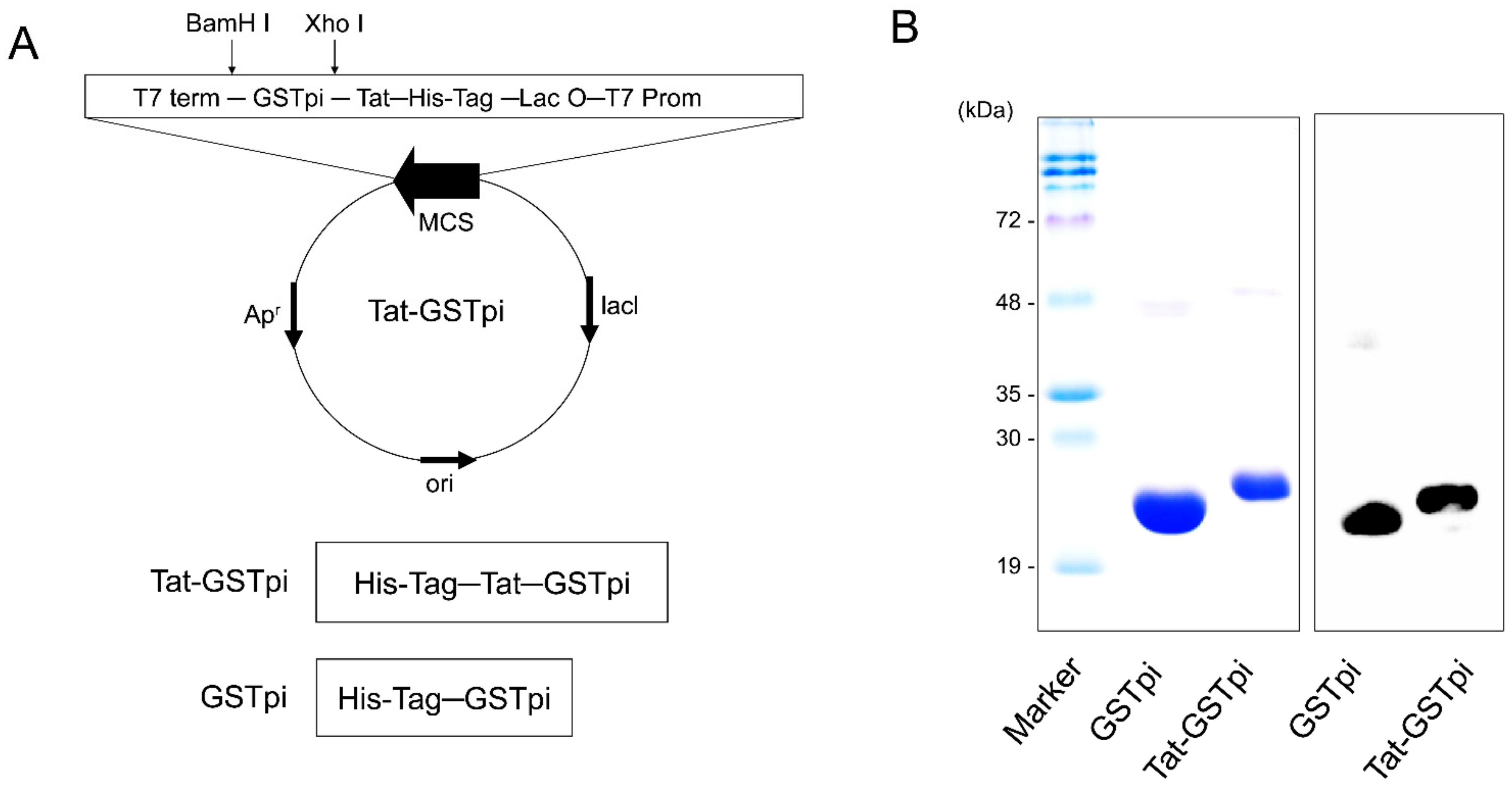 Biomedicines 11 00836 g001 Biomedicines 11 00836 g001