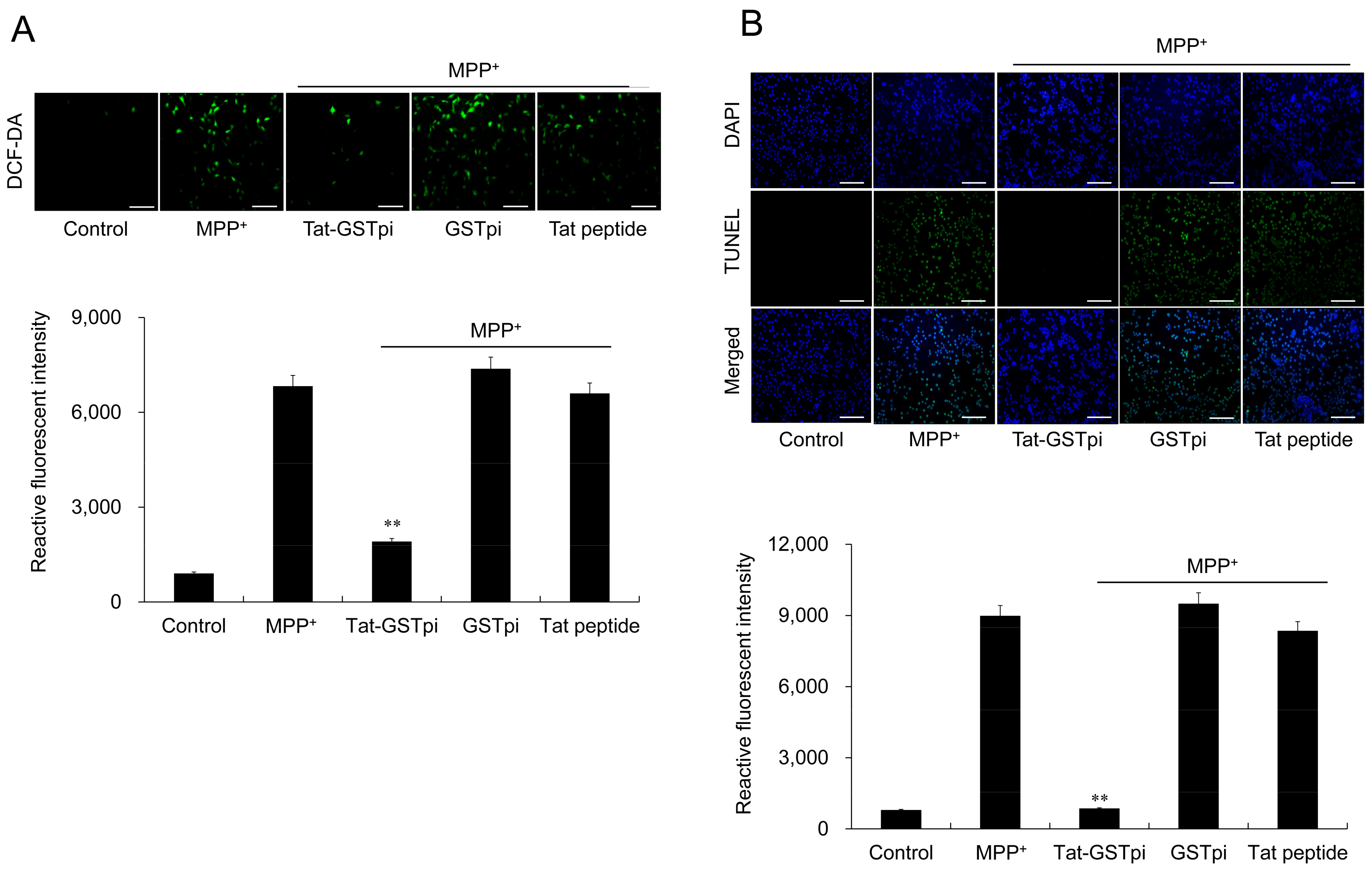 Biomedicines 11 00836 g004 Biomedicines 11 00836 g004