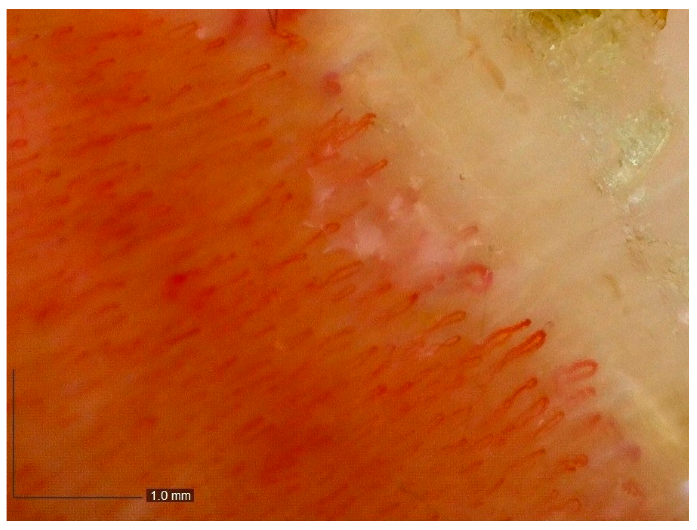 Biomedicines 11 00839 g002