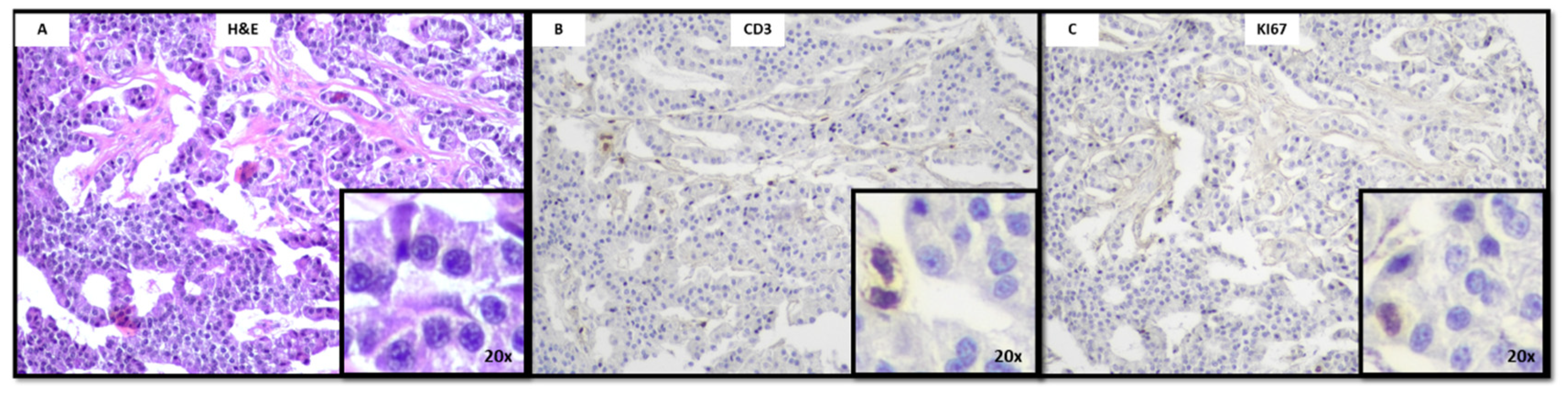 Biomedicines 11 00872 g001