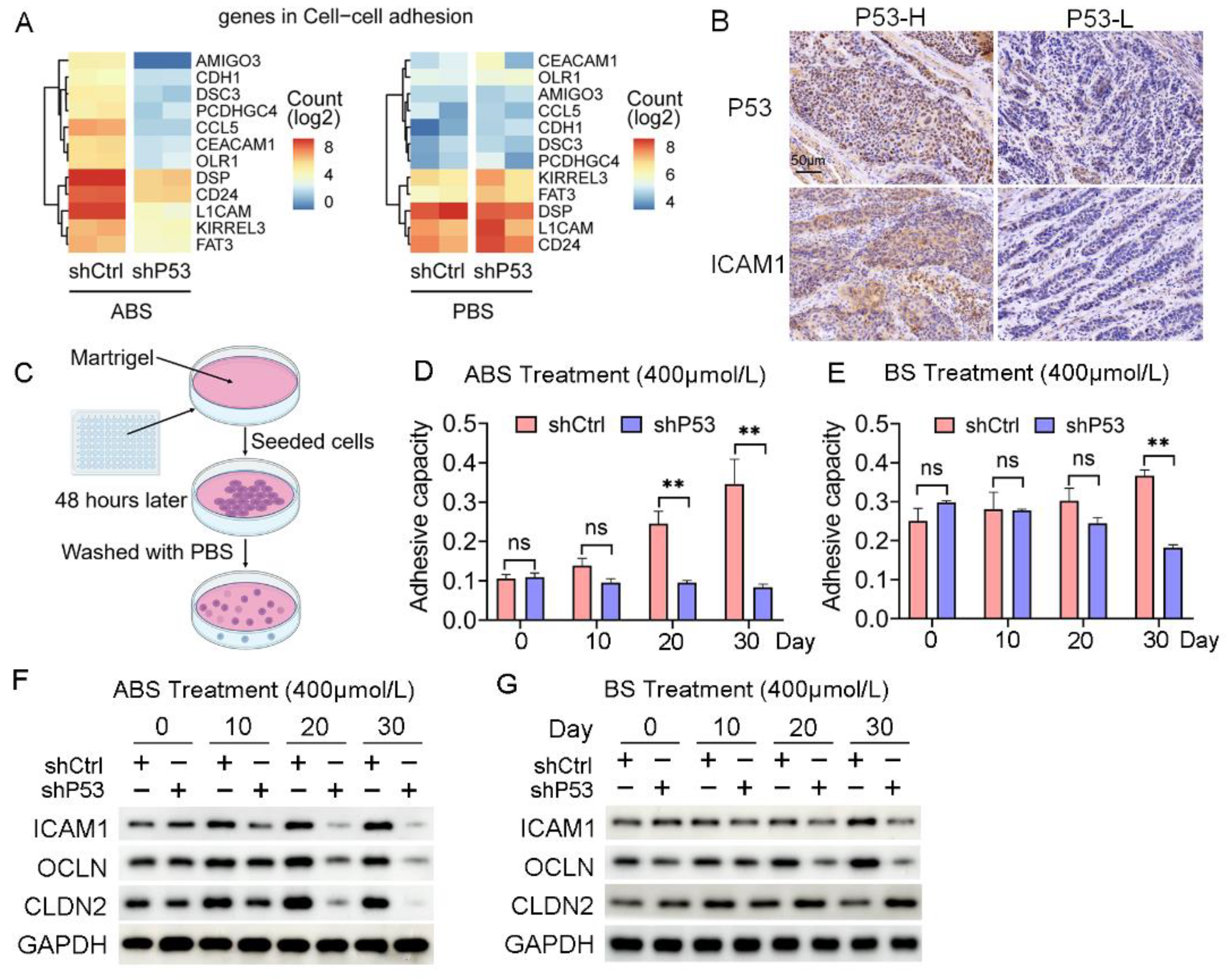 Biomedicines 11 00882 g004