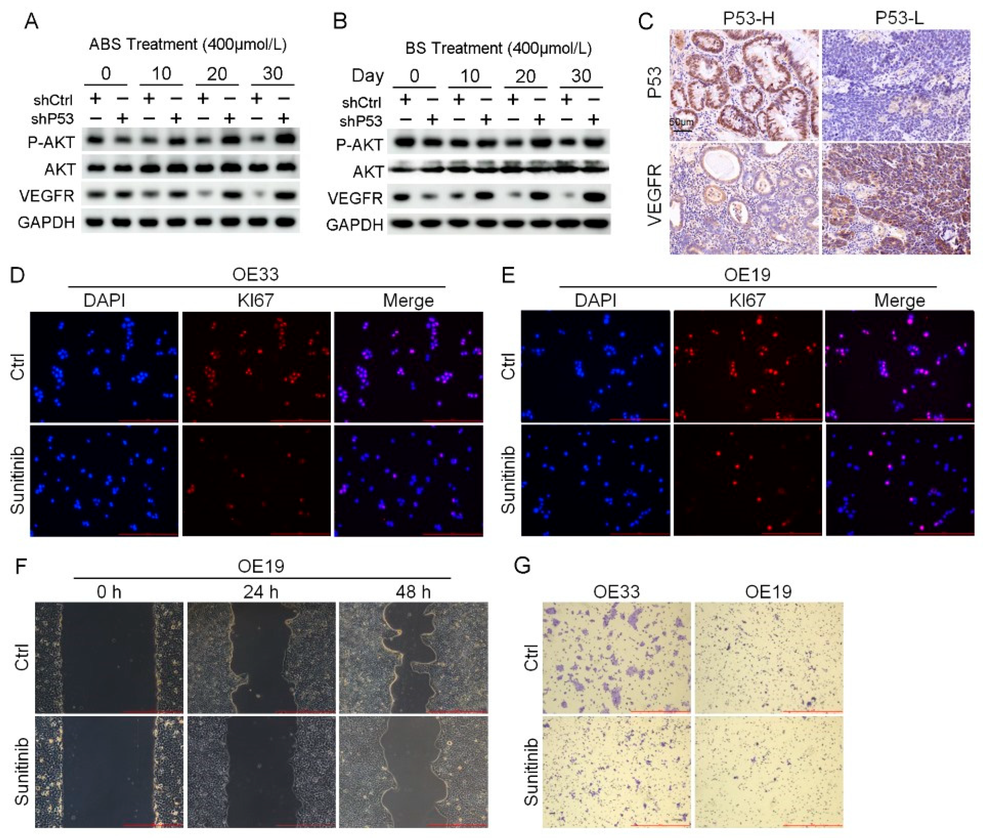Biomedicines 11 00882 g006