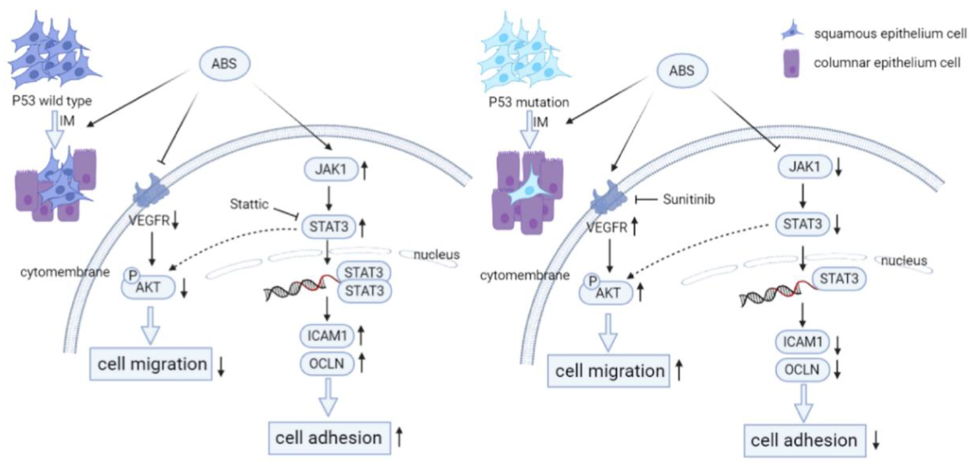 Biomedicines 11 00882 g007