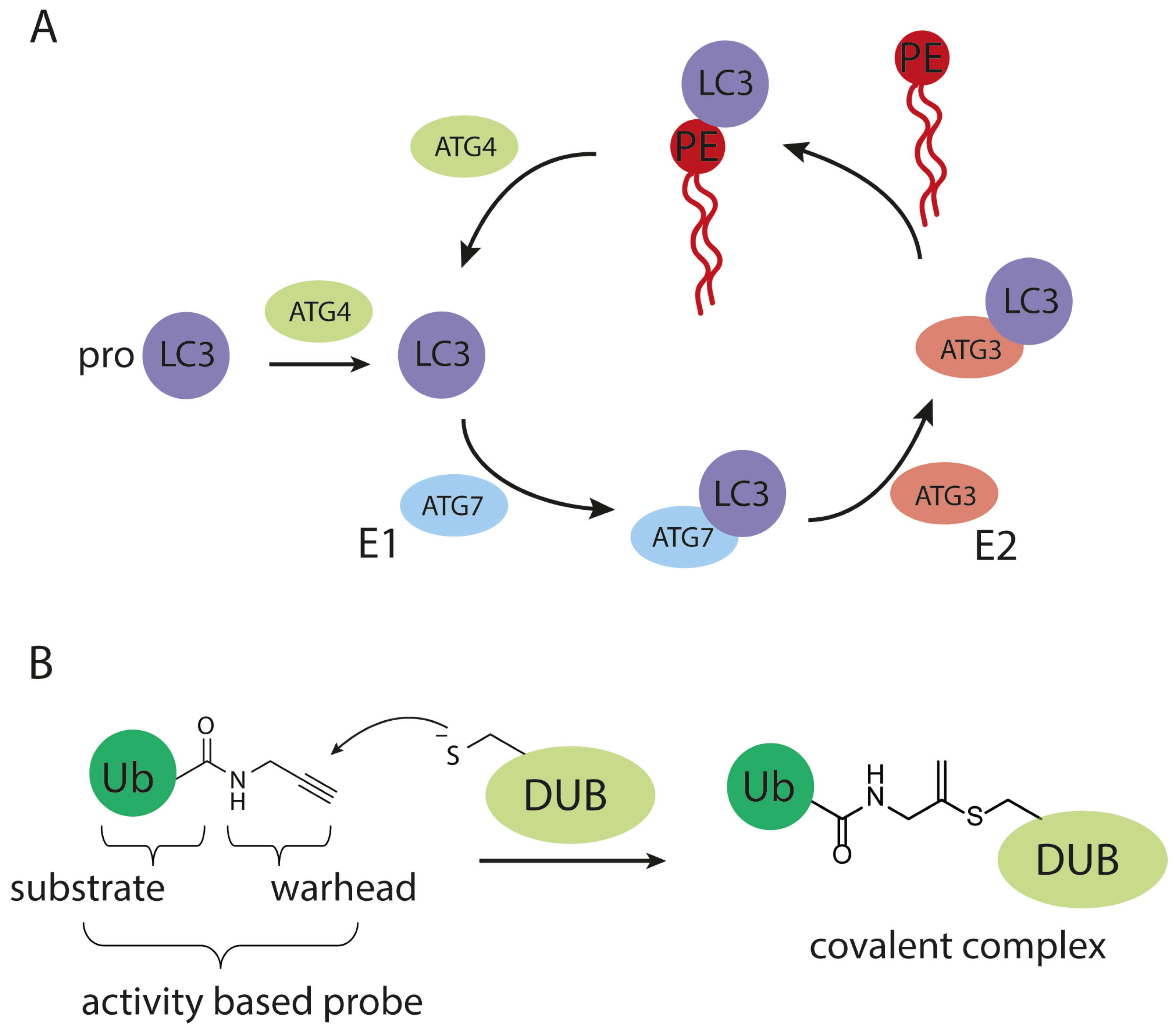 Biomedicines 11 00884 g001 Biomedicines 11 00884 g001