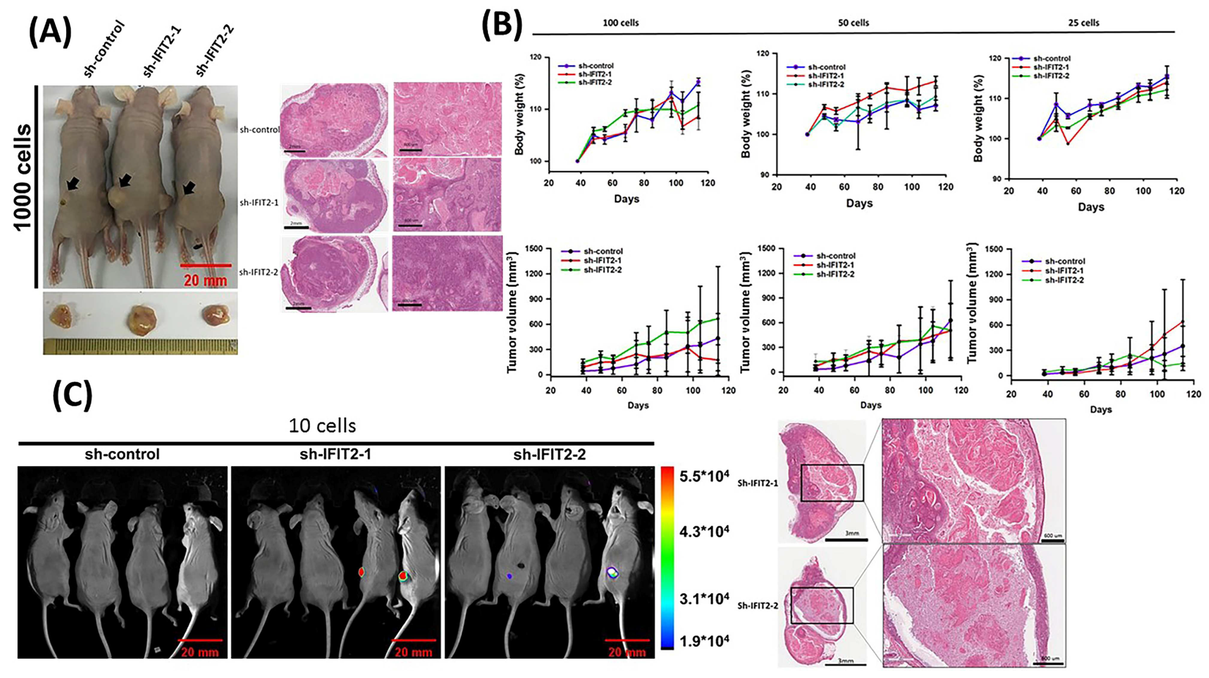Biomedicines 11 00896 g003