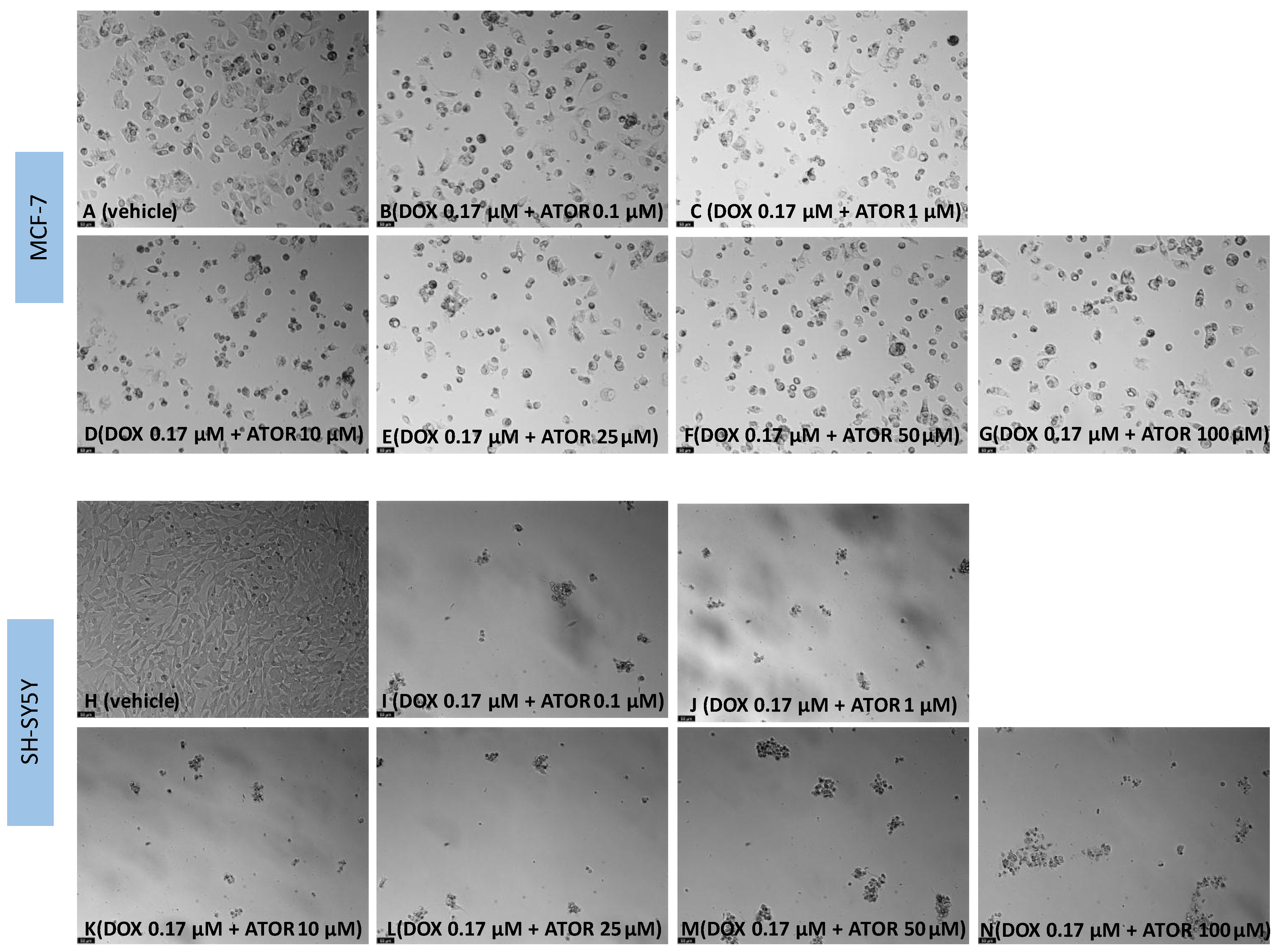 Biomedicines 11 00903 g007 Biomedicines 11 00903 g007