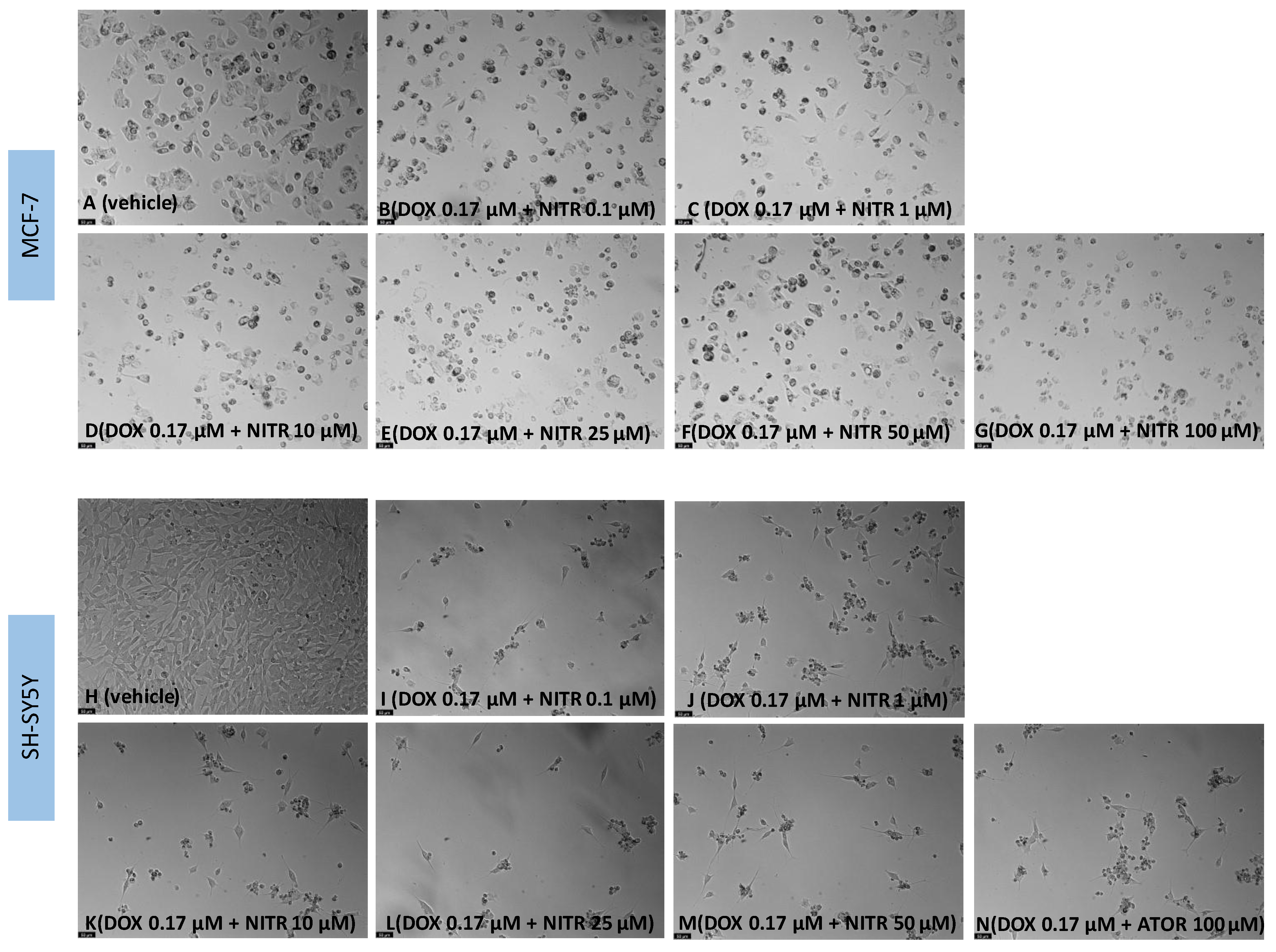 Biomedicines 11 00903 g009 Biomedicines 11 00903 g009