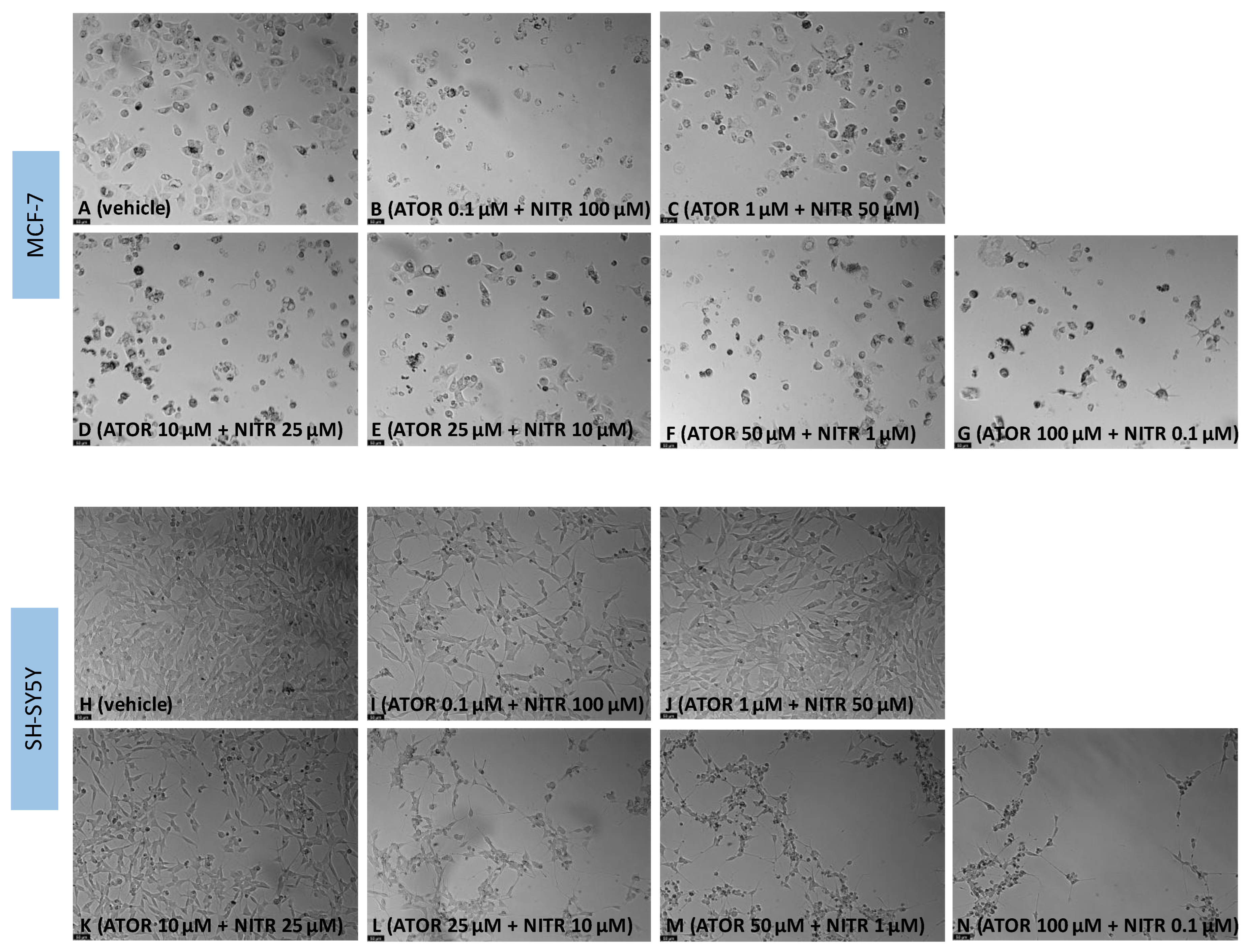 Biomedicines 11 00903 g011 Biomedicines 11 00903 g011