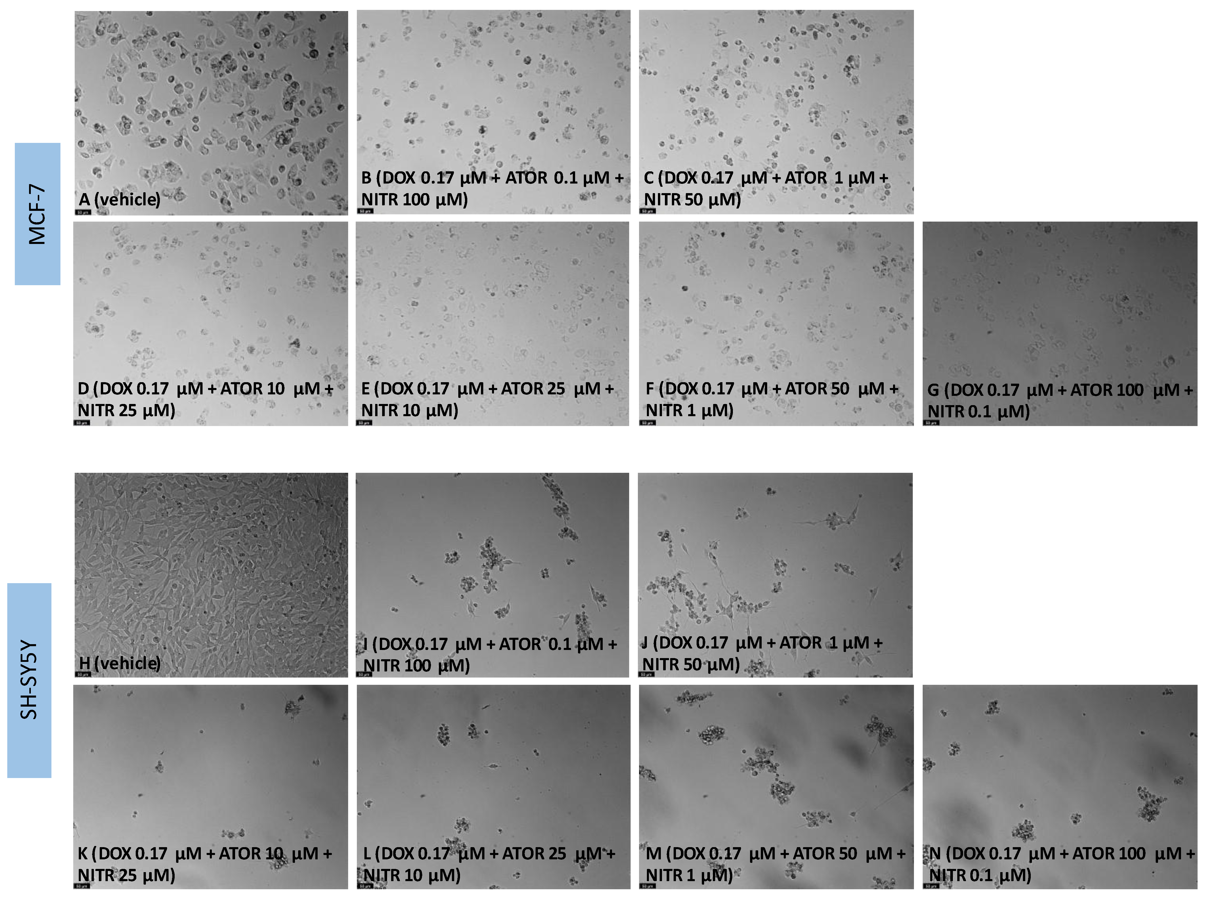 Biomedicines 11 00903 g013 Biomedicines 11 00903 g013