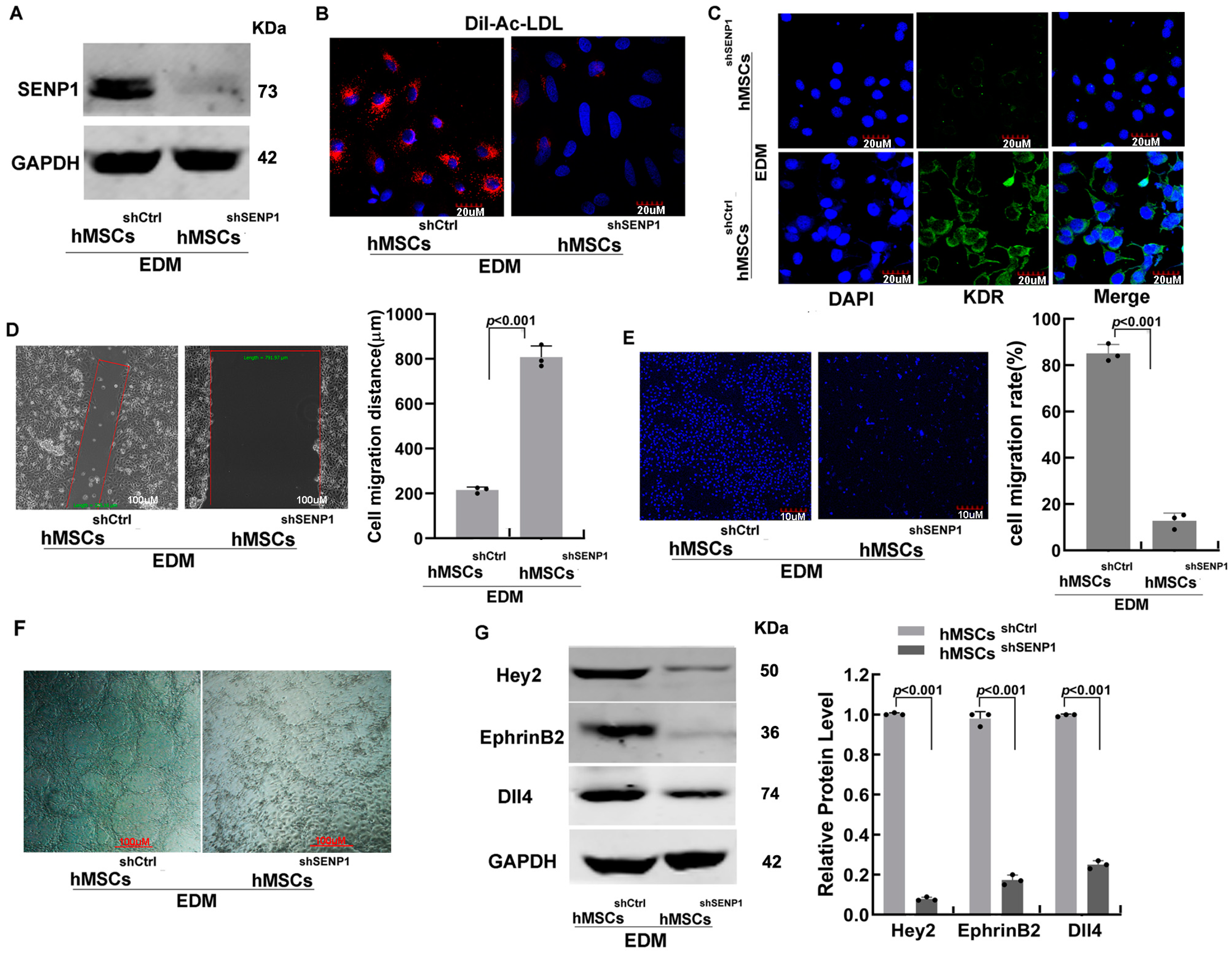 Biomedicines 11 00914 g002