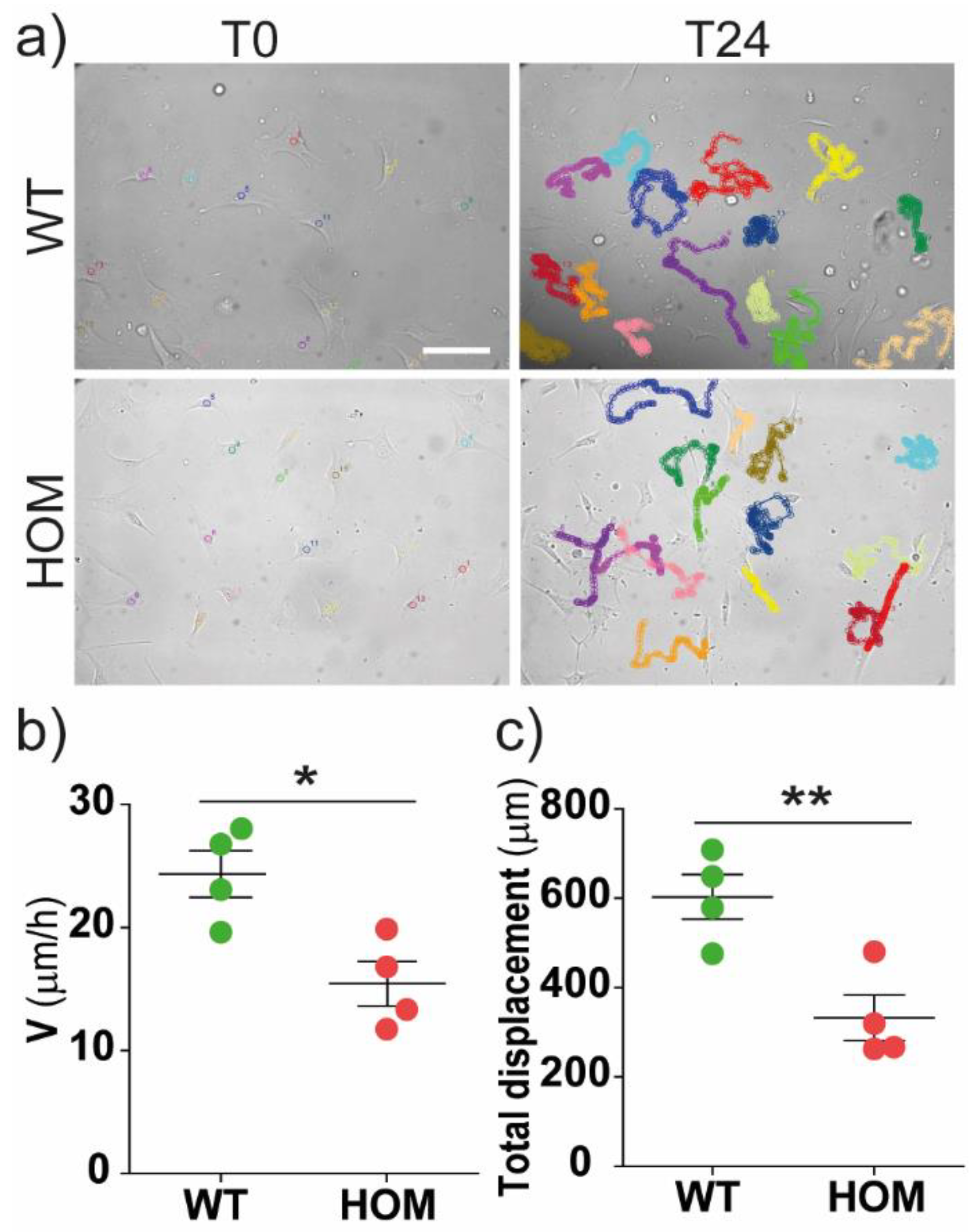 Biomedicines 11 00927 g001