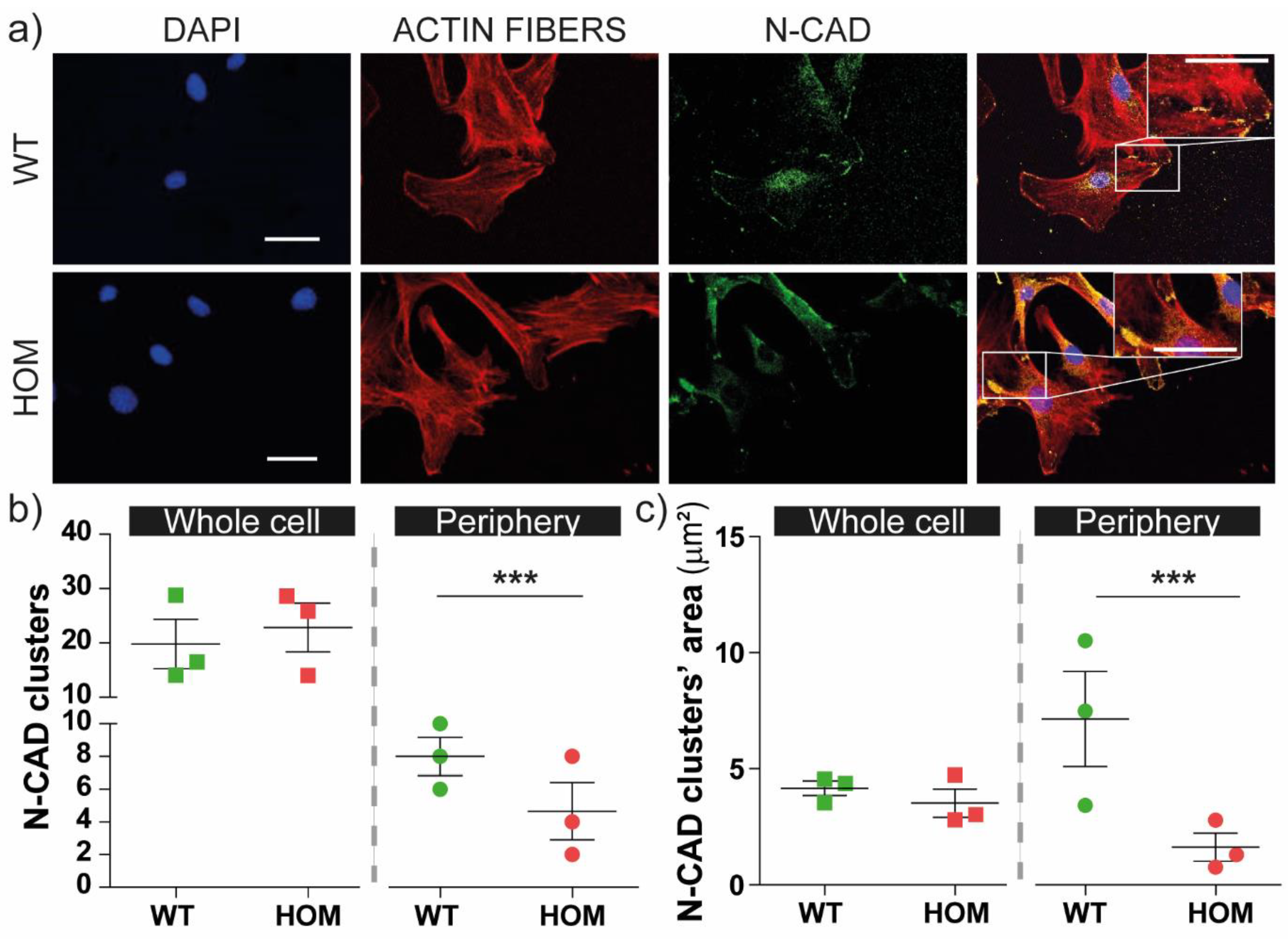 Biomedicines 11 00927 g004