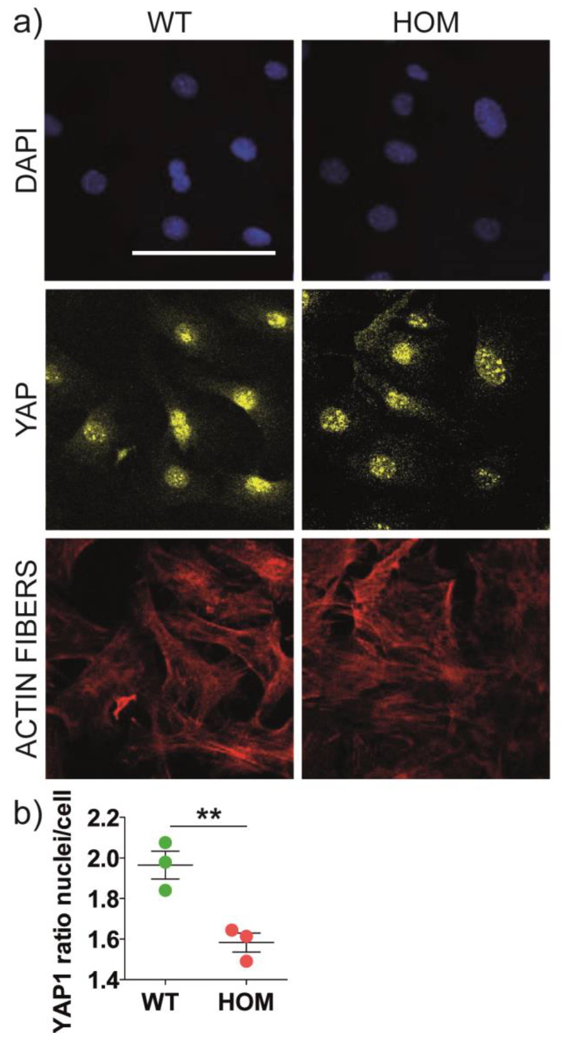 Biomedicines 11 00927 g005