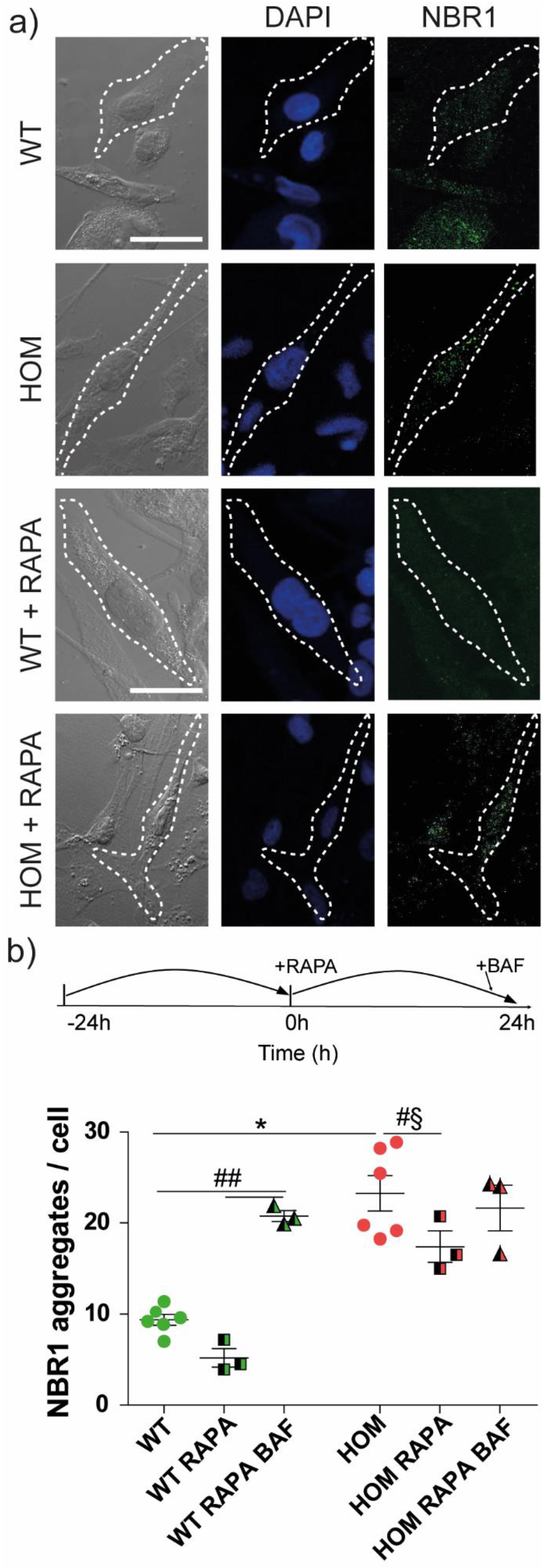 Biomedicines 11 00927 g006