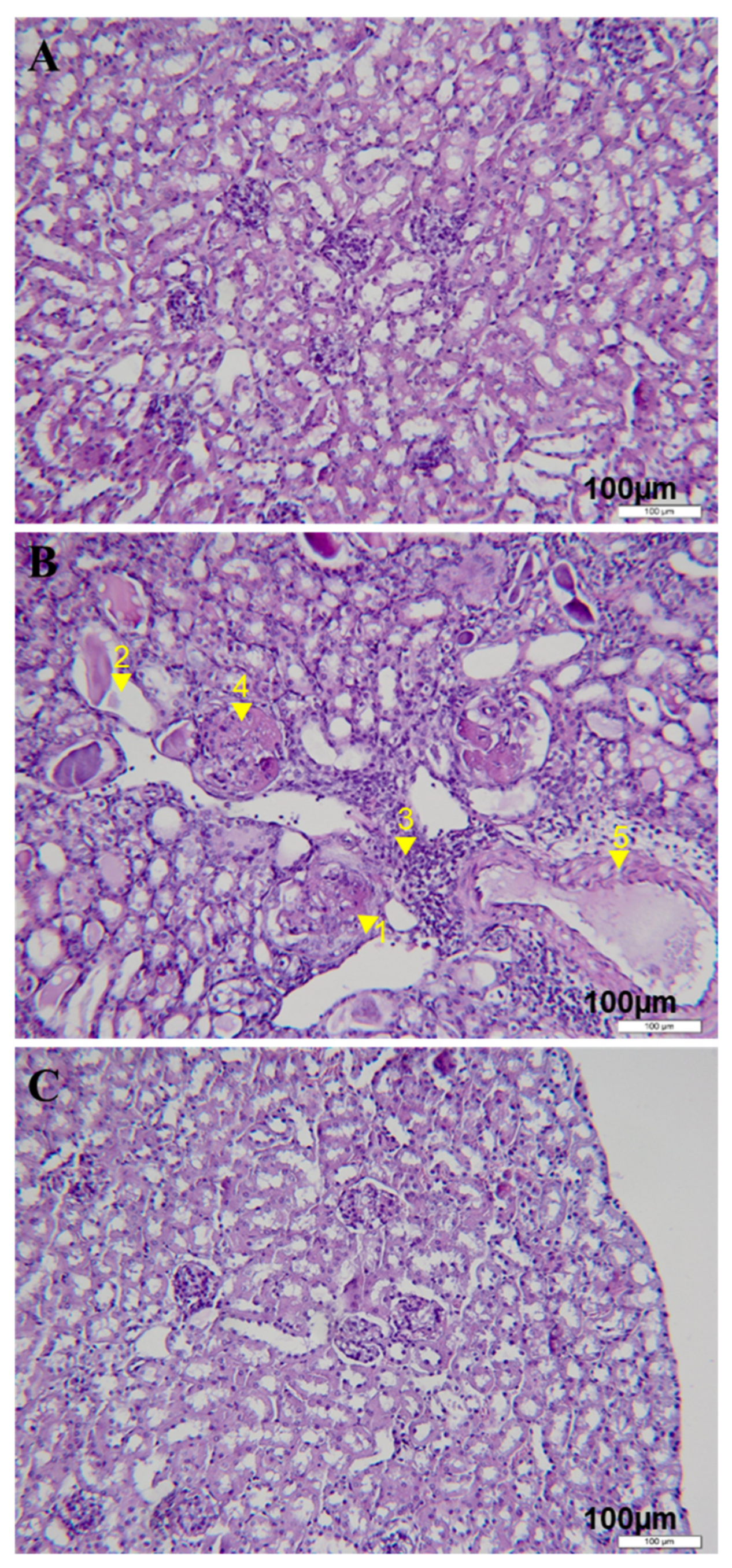 Biomedicines 11 00949 g002