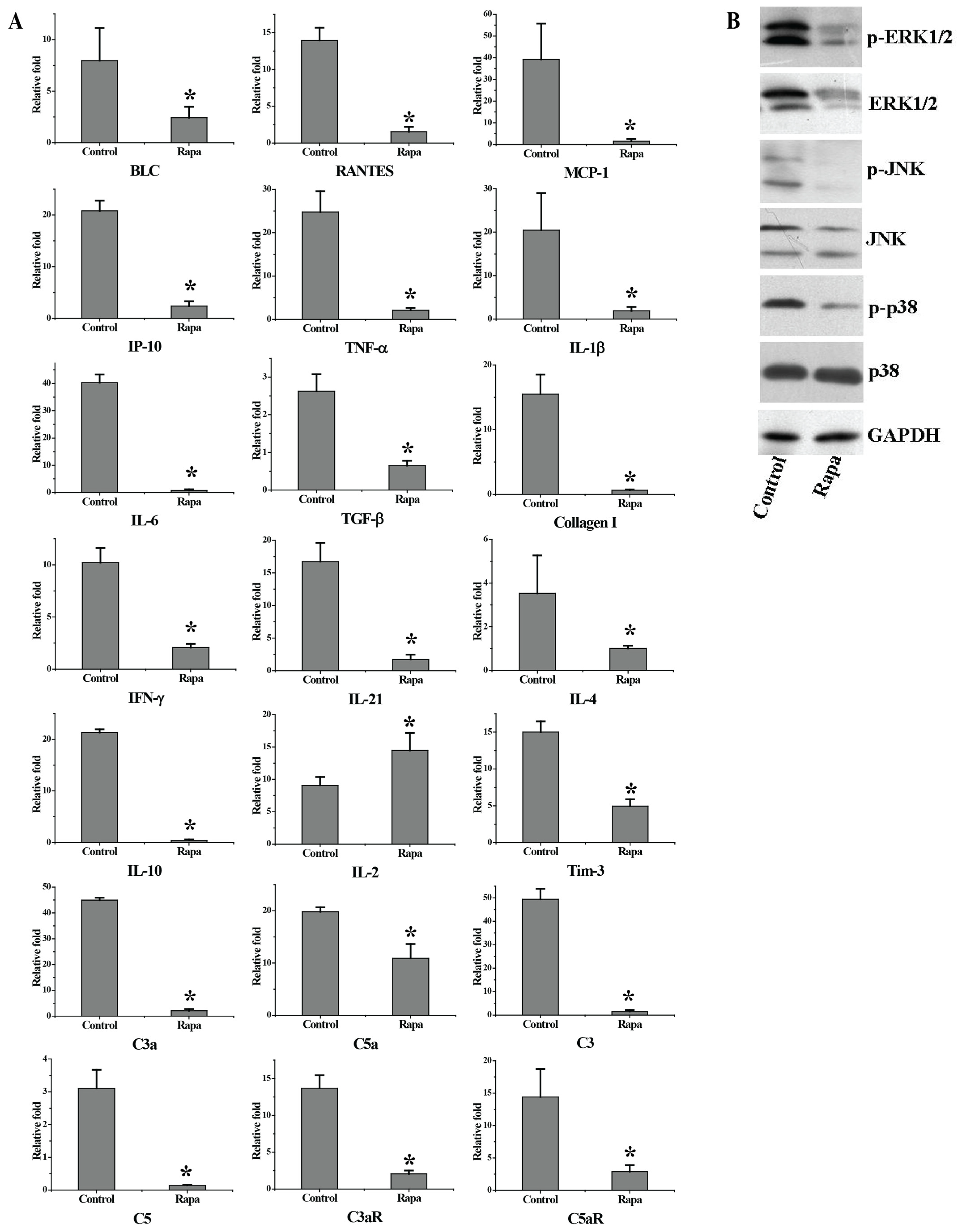 Biomedicines 11 00949 g003