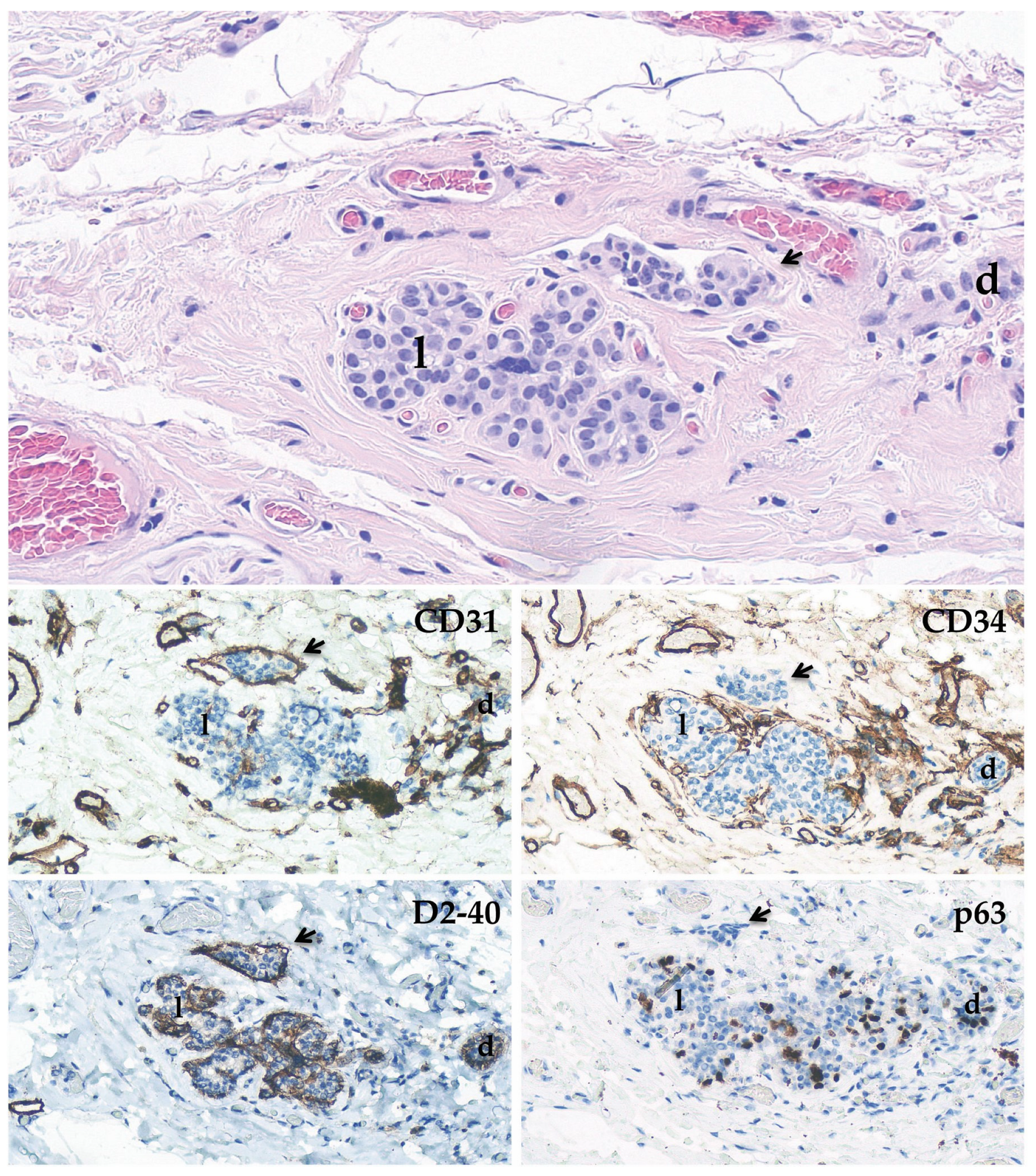 Biomedicines 11 00968 g002